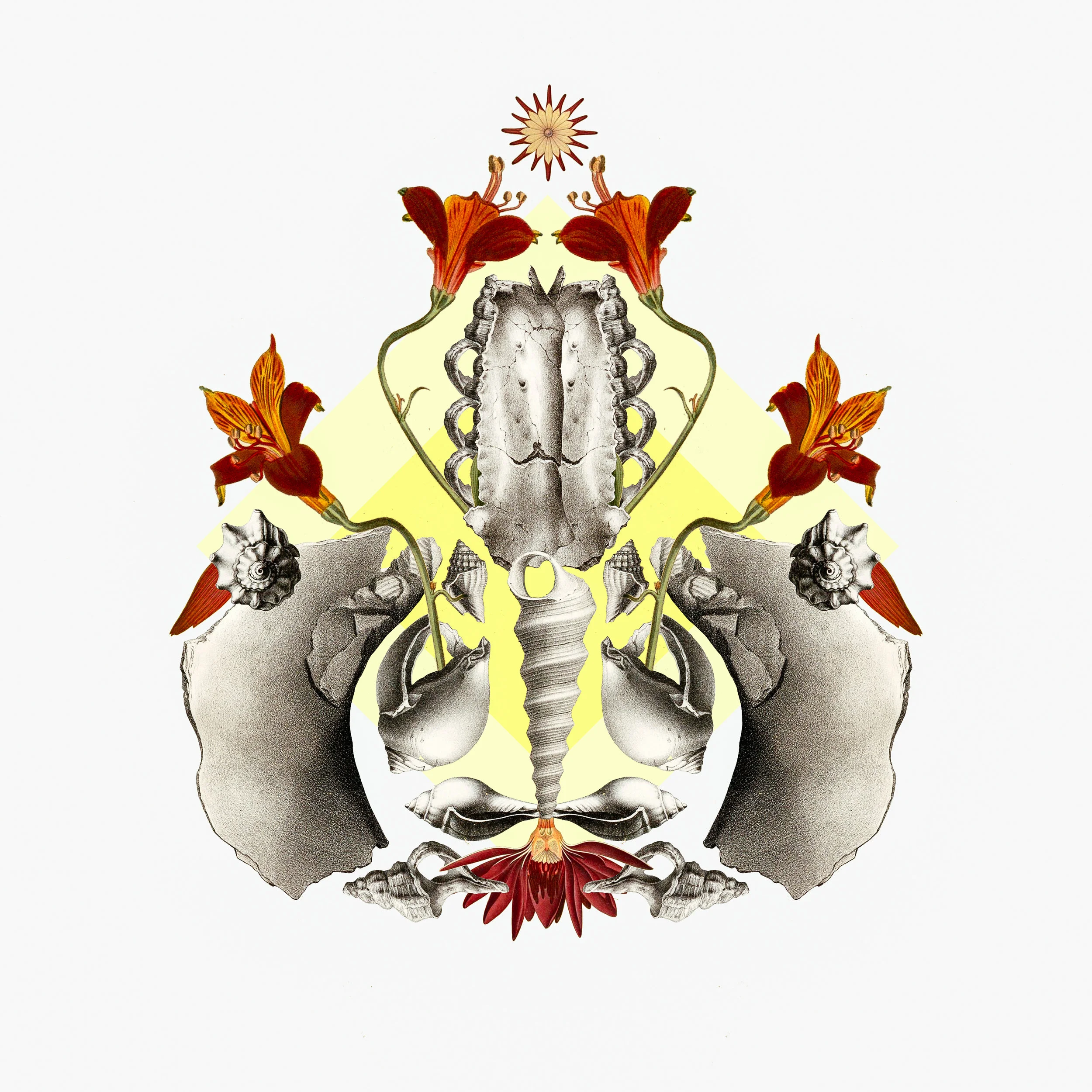 make shif pelvis.jpg