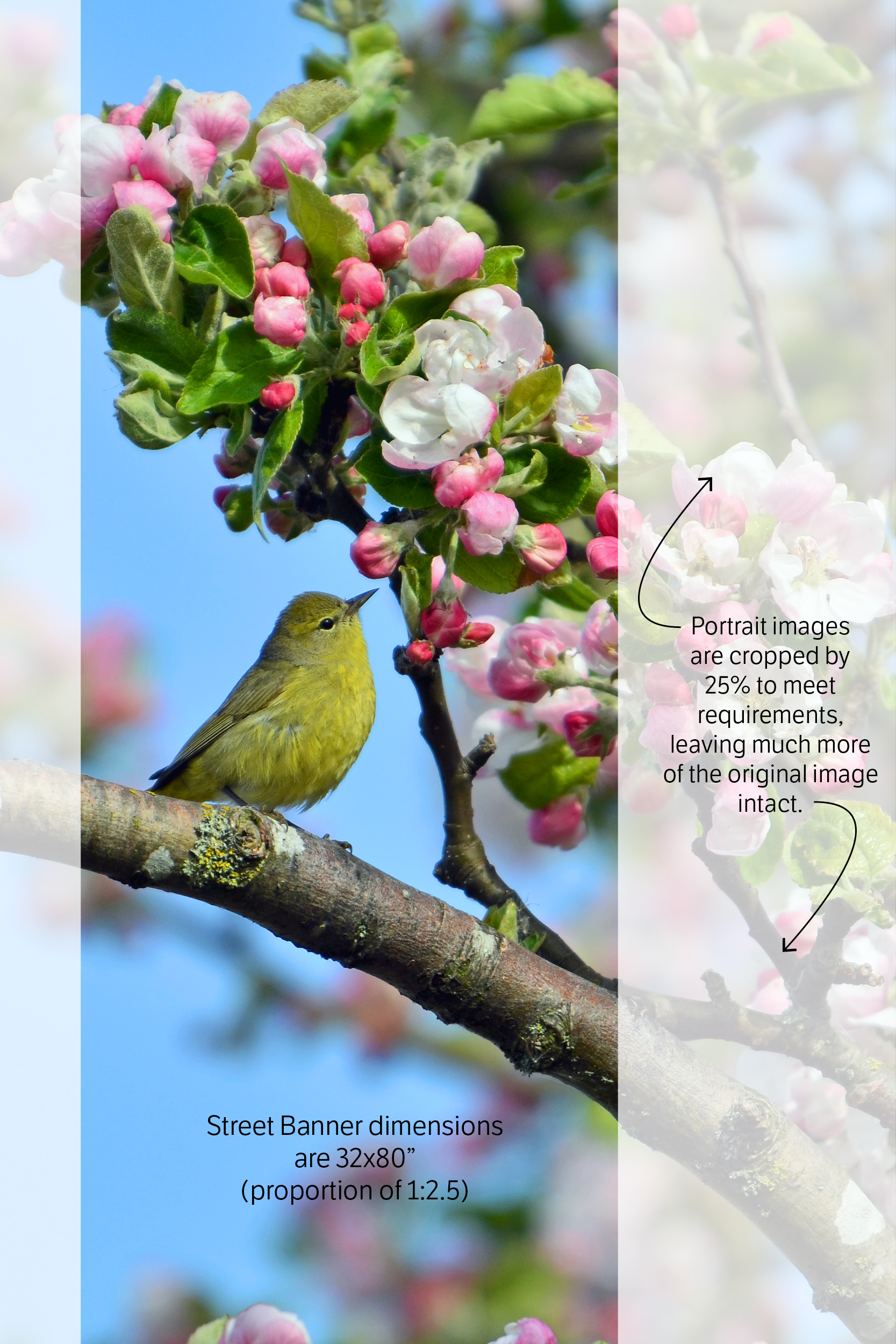 Submit only portrait / vertical oriented photographs to retain the integrity of the original photograph. Landscape / horizontal oriented images are discouraged due to need for severe cropping to fit the banner dimensions.