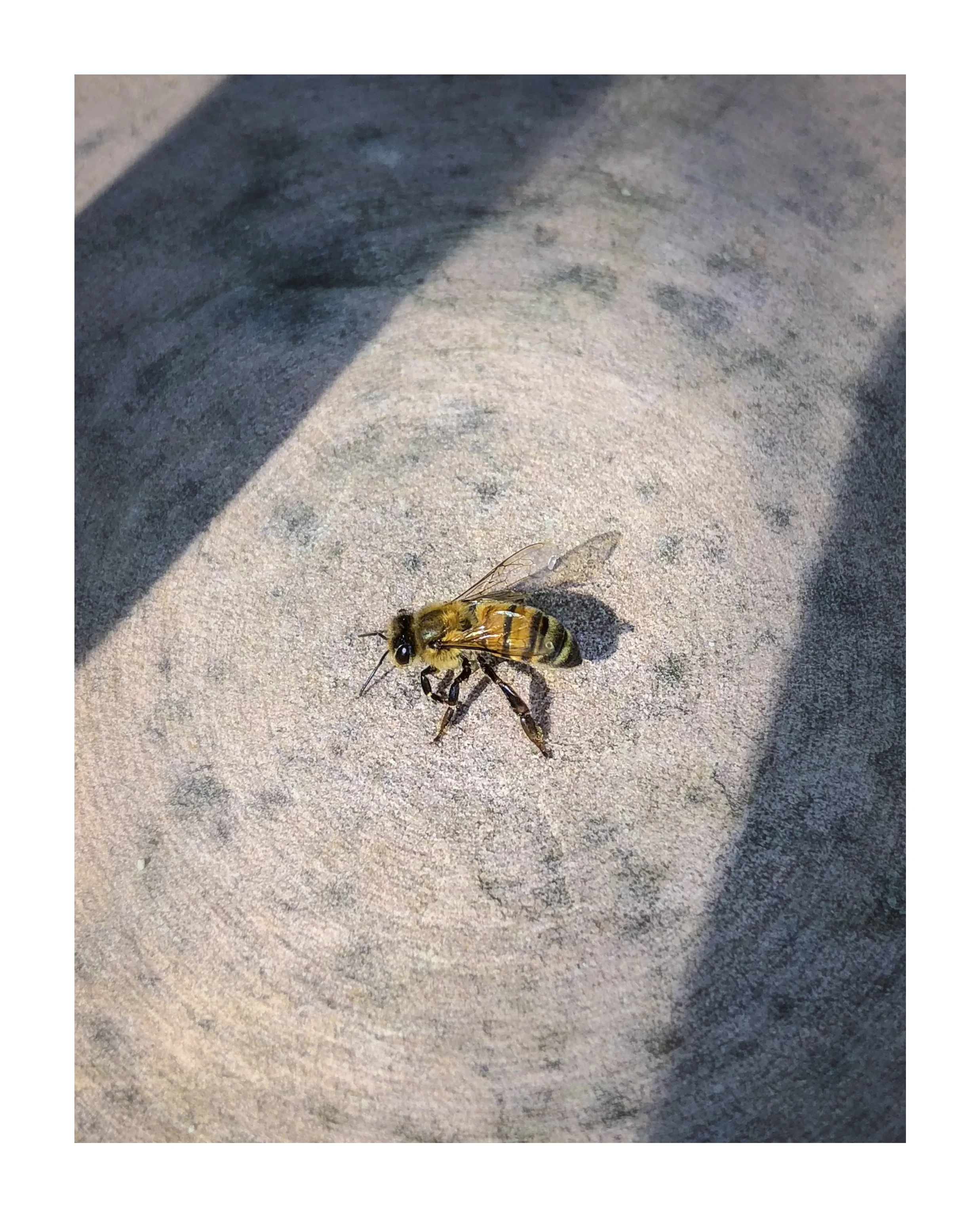 Third_edition_prints_8x10_2023_2017_0001s_0000_bee.jpg
