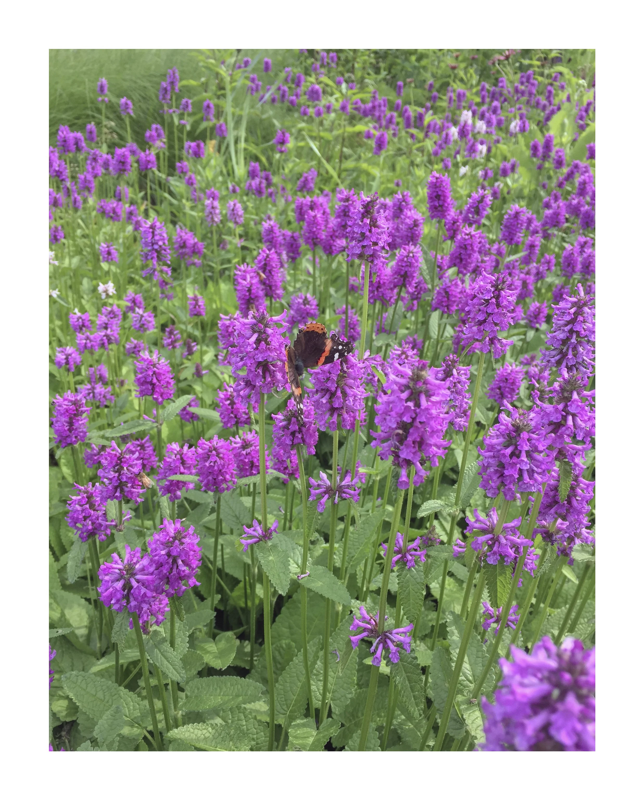third_edition_prints_8x10_2023_butterfly.jpg