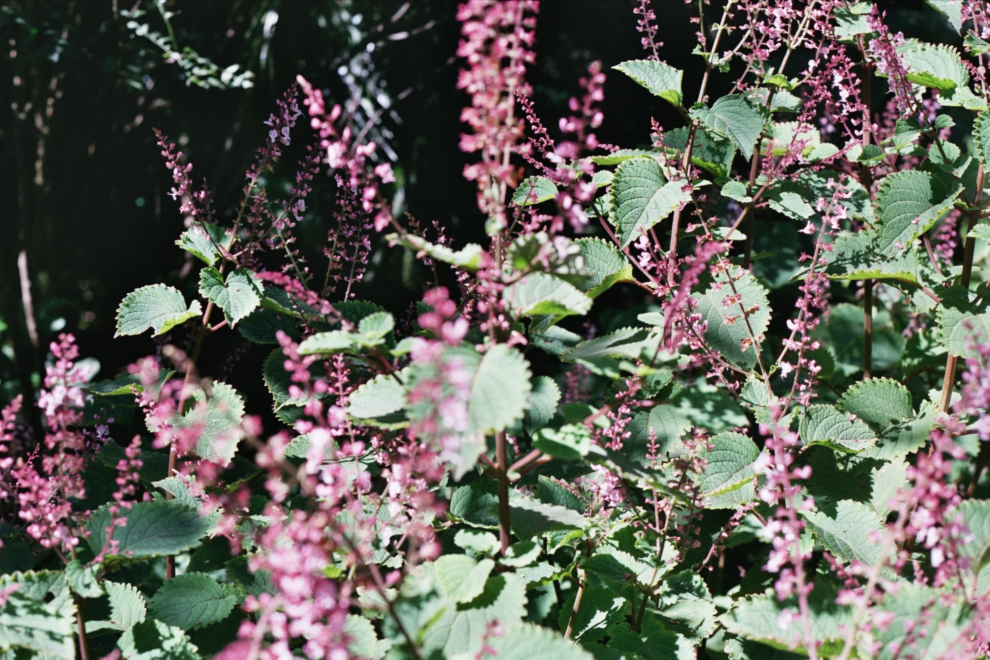 Film - Ash Summer17.jpg