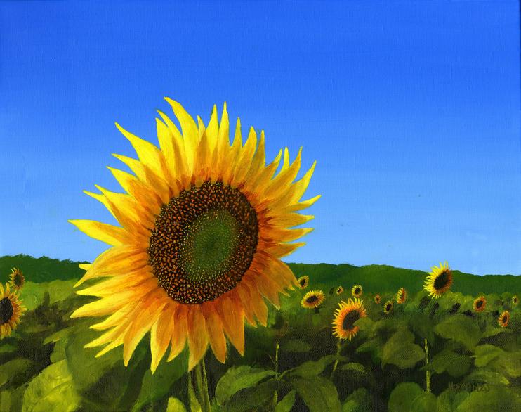 Nove Zamky Sunflower
