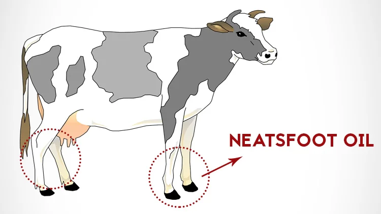 Neatsfoot oil comes from the shin and feet of cattle.