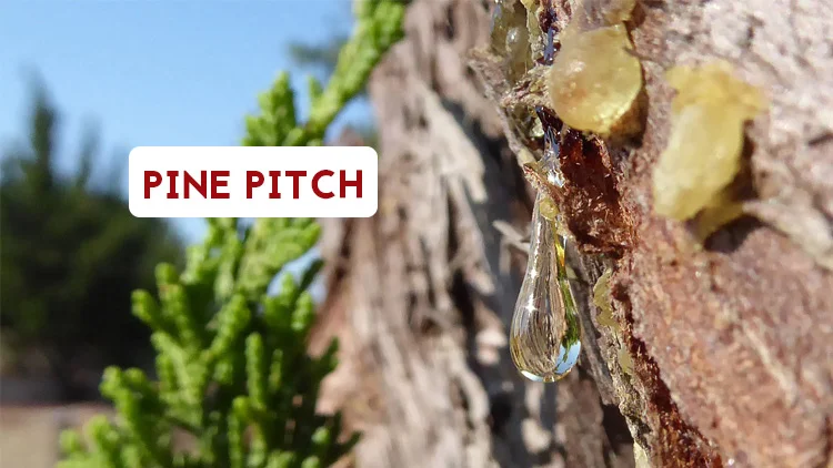 Pine pitch is a natural leather waterproofer