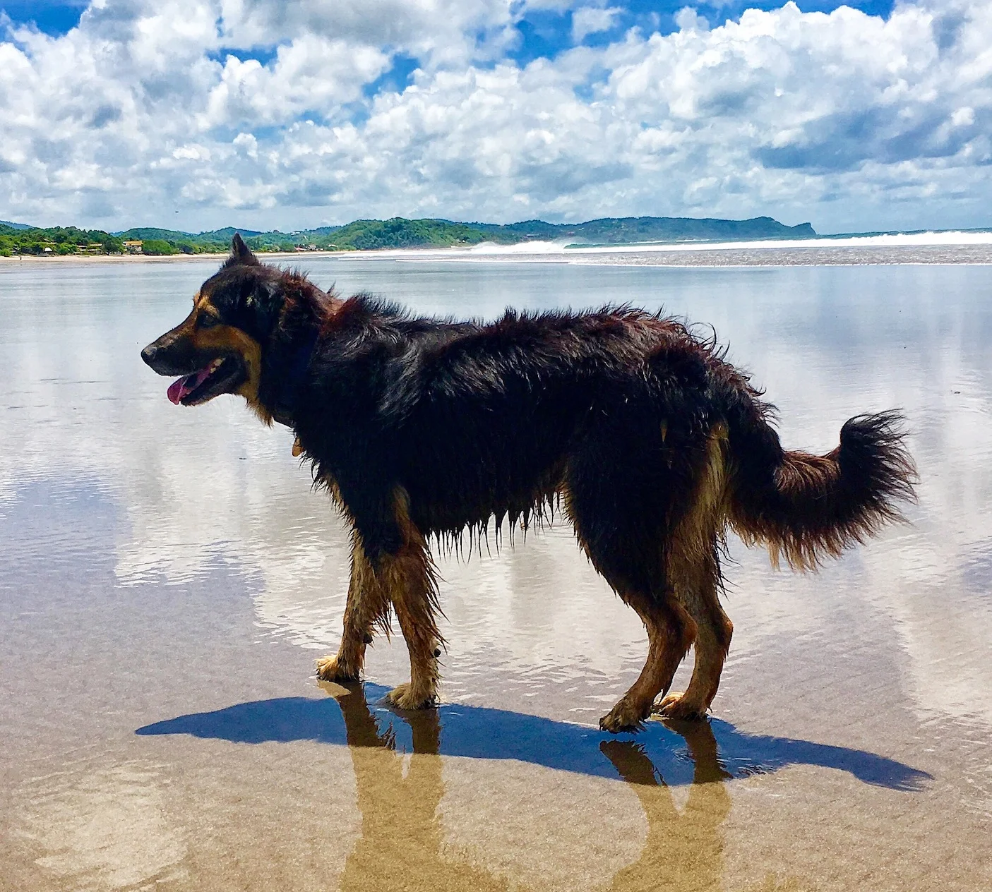 Tonky loving the beach