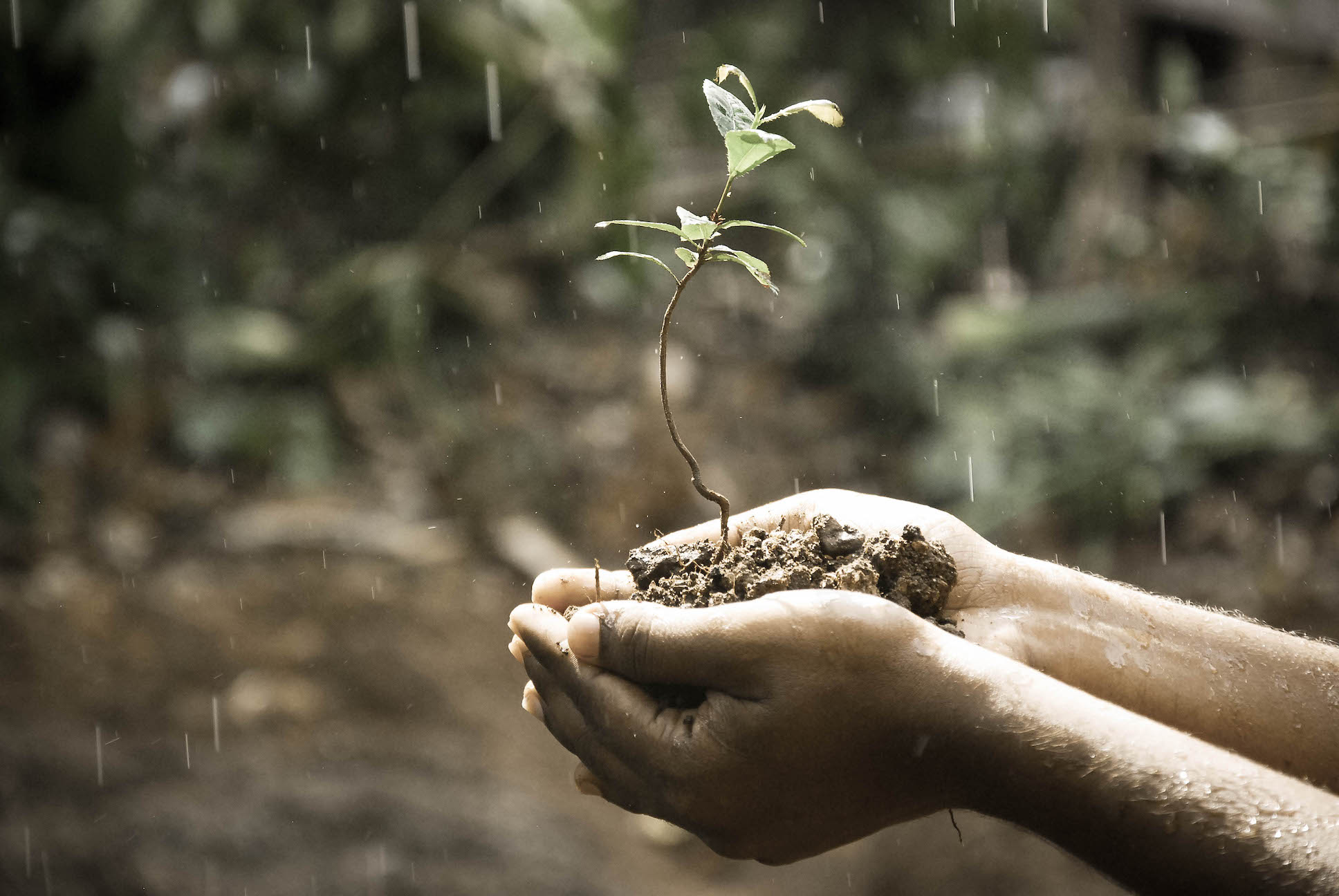 Saving a seedling.jpeg