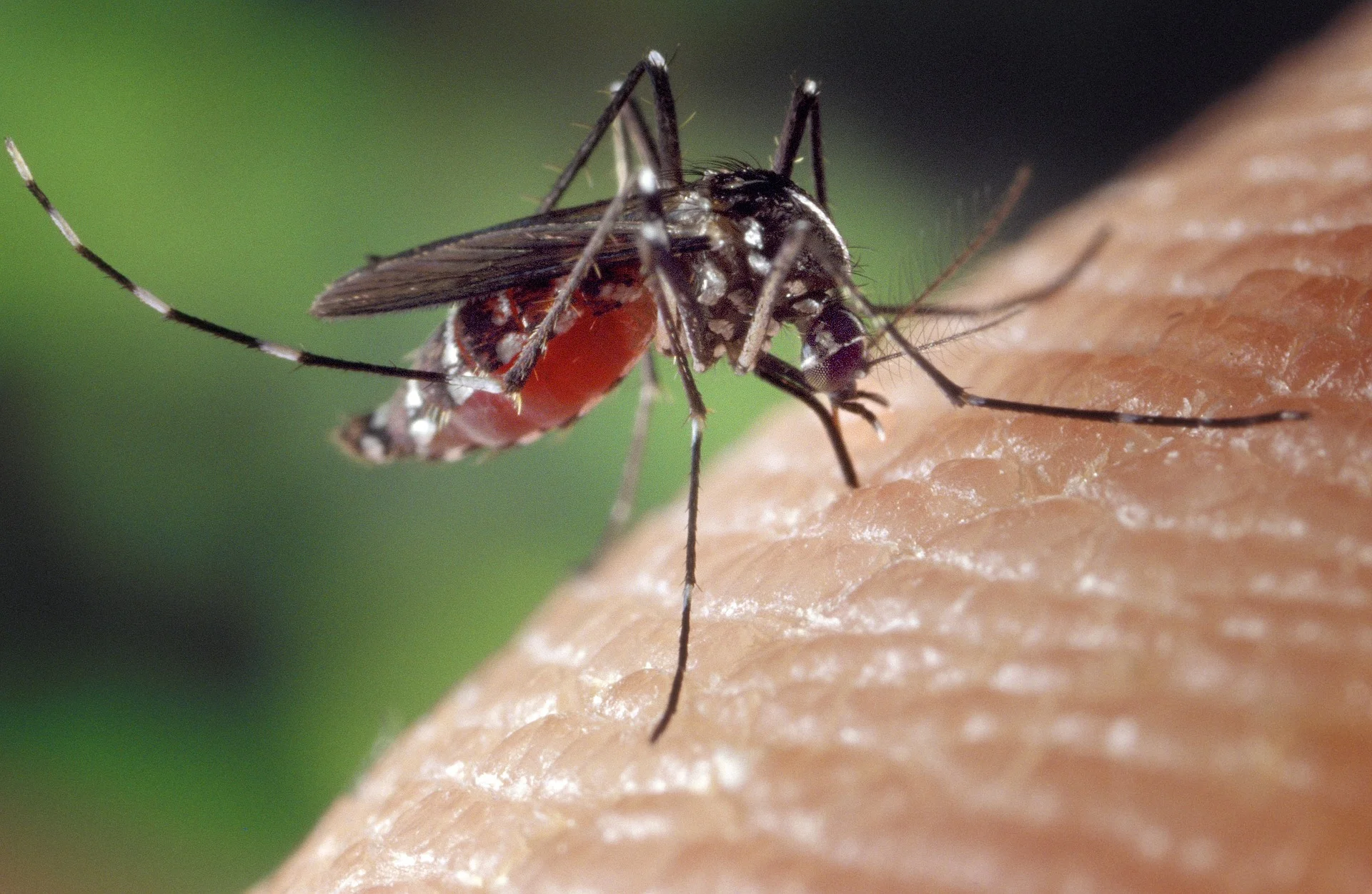 Mosquitos bites are not only annoying, but are proven to spread many diseases.