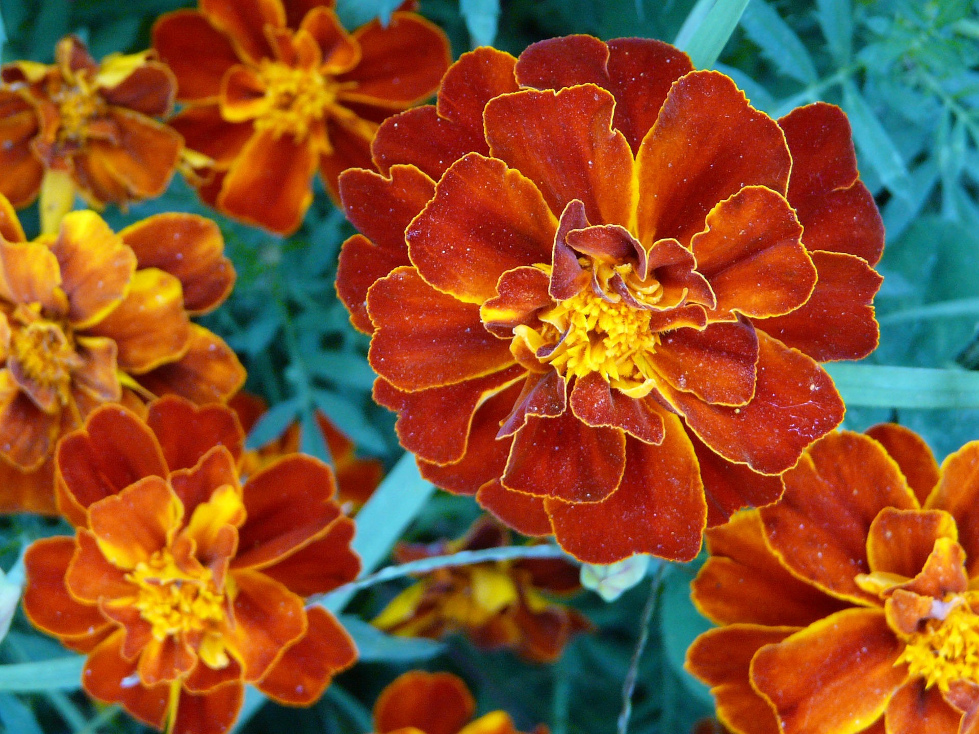 Marigolds detract pests, add beauty, are edible and attract hummingbirds bees and other pollinators to roses and other gardens.