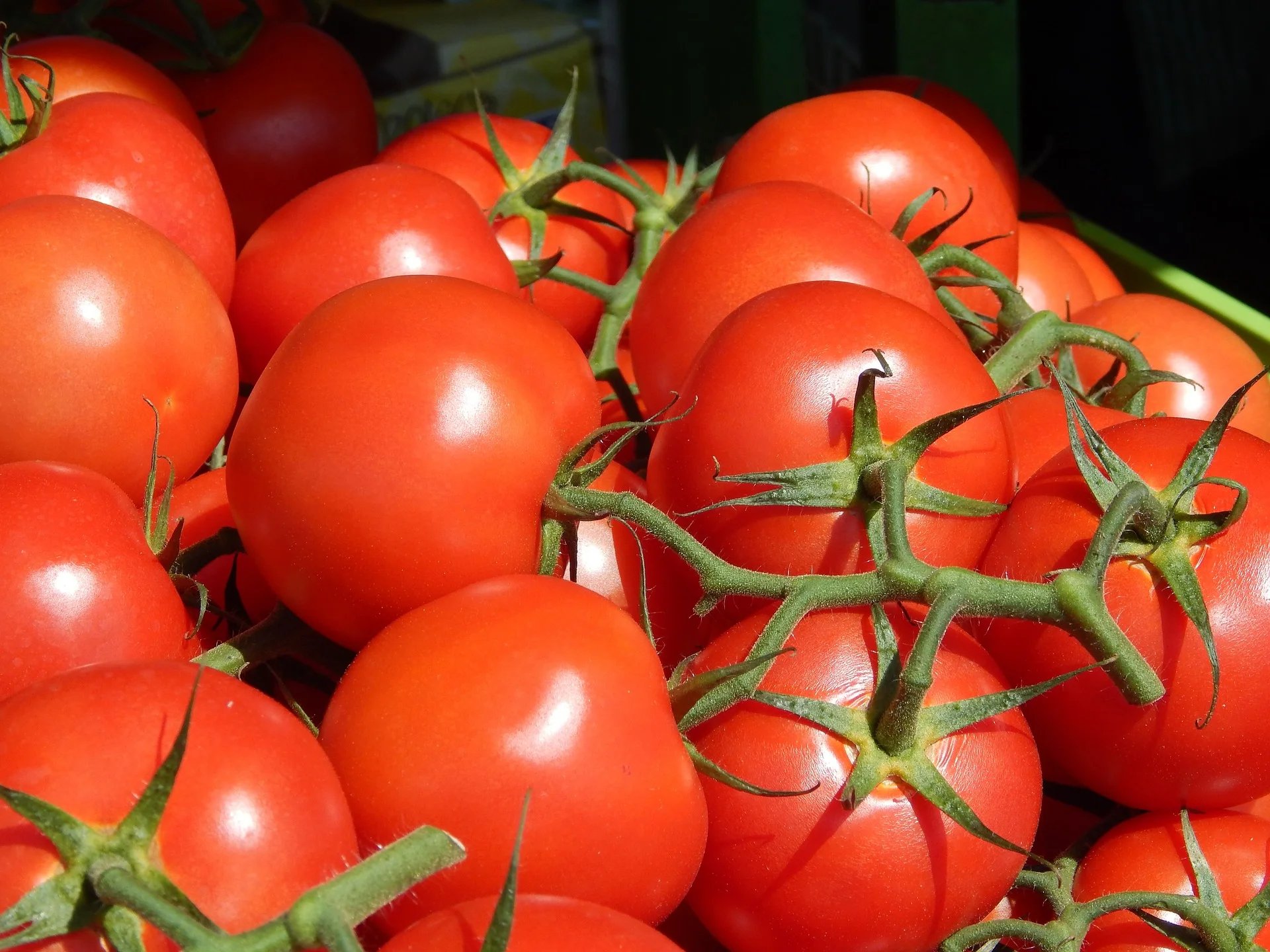tomatoes-905632_1920.jpg