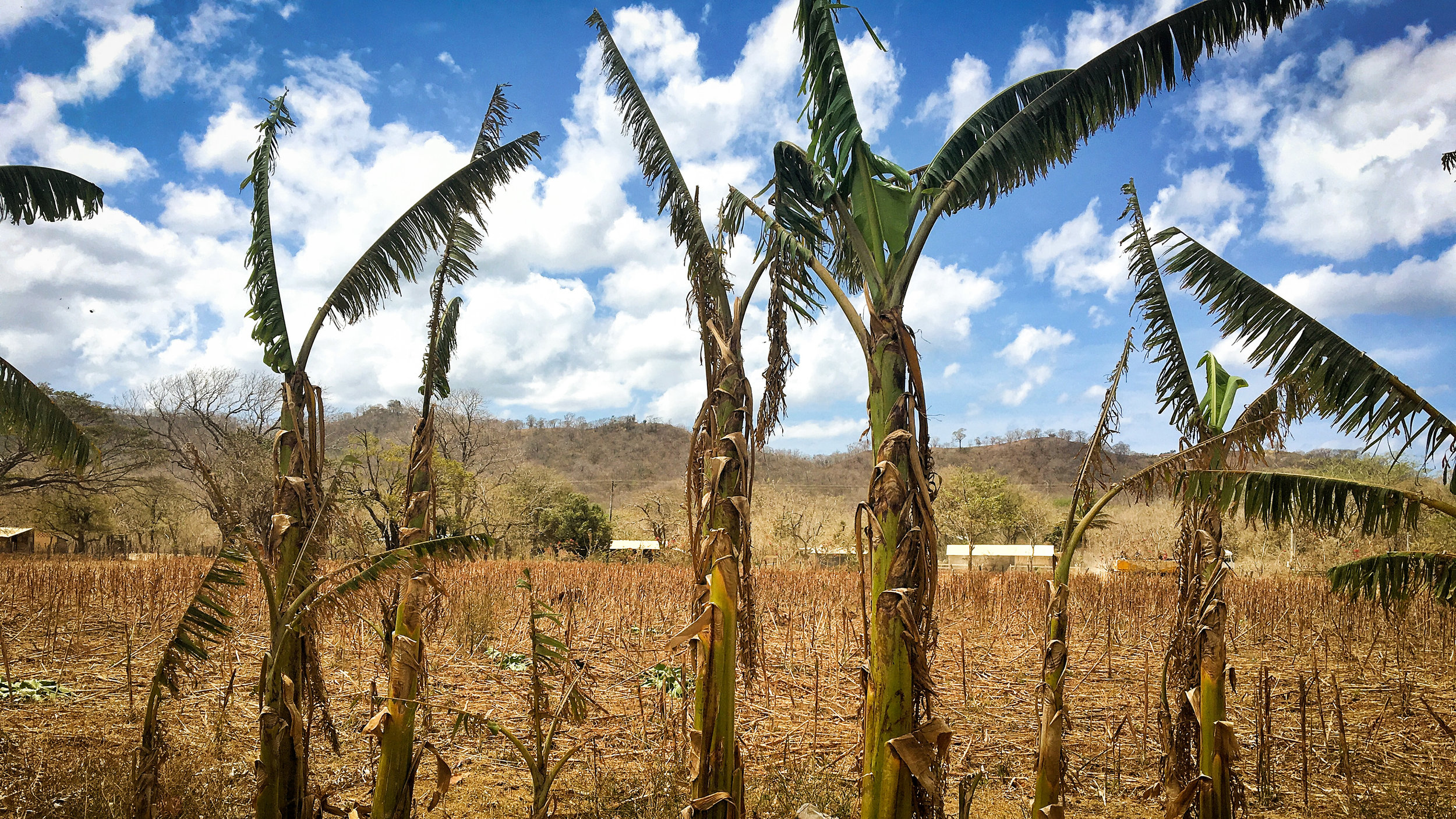 Dry plantain trees (1).jpg