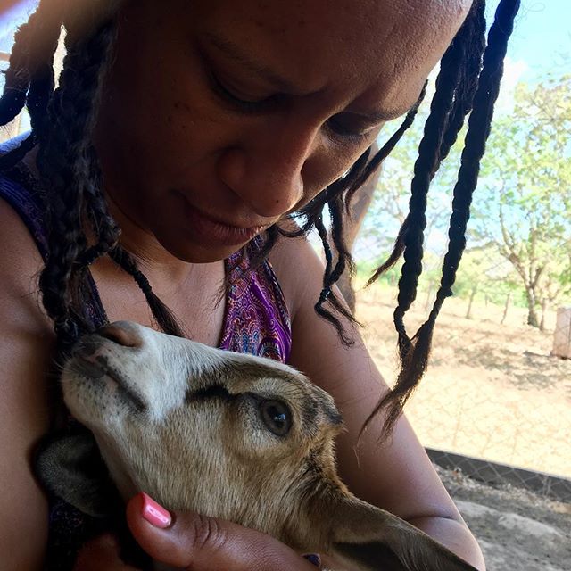 René and Biscuit sittin in a tree, k-i-s-s-i-n-g... #nicaragua #babygoats #sustainableliving #goats #mesasostenible @stylishtraveldeals @adorablegoat