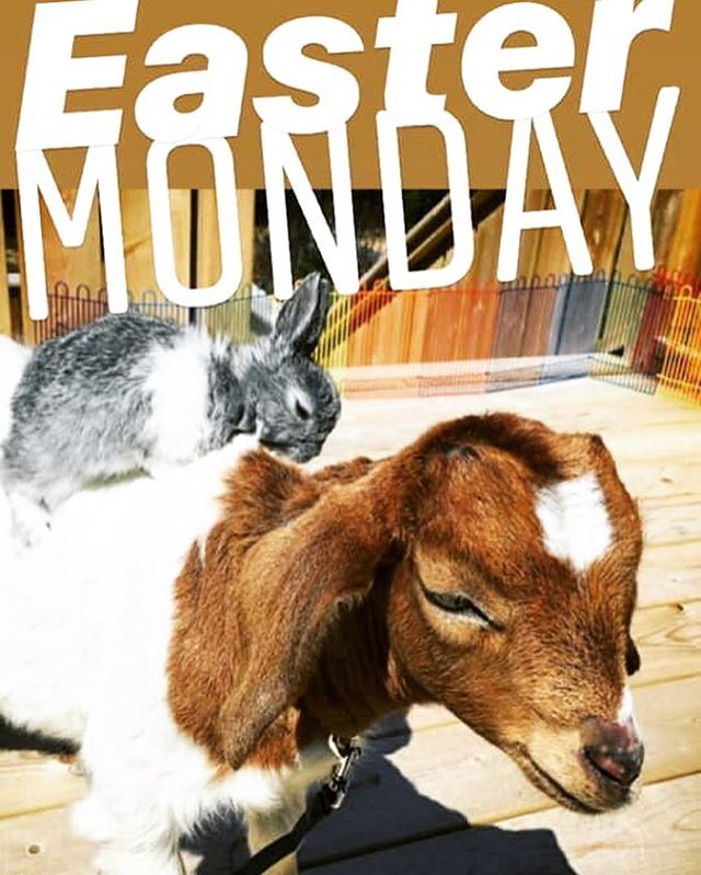 Bunny & Goat Petting
at Brio!
Hotel Brio is excited to host the bunnies and goats from Mesa Sostenible from 12pm - 2pm Monday April 22
Easter Piñata at 2pm
Happy hour all afternoon!!
12pm till 5pm
Chill Beats by the Pool all afternoon!! #goats #mesasostenible #babygoats #sustainability @hotelbrio
