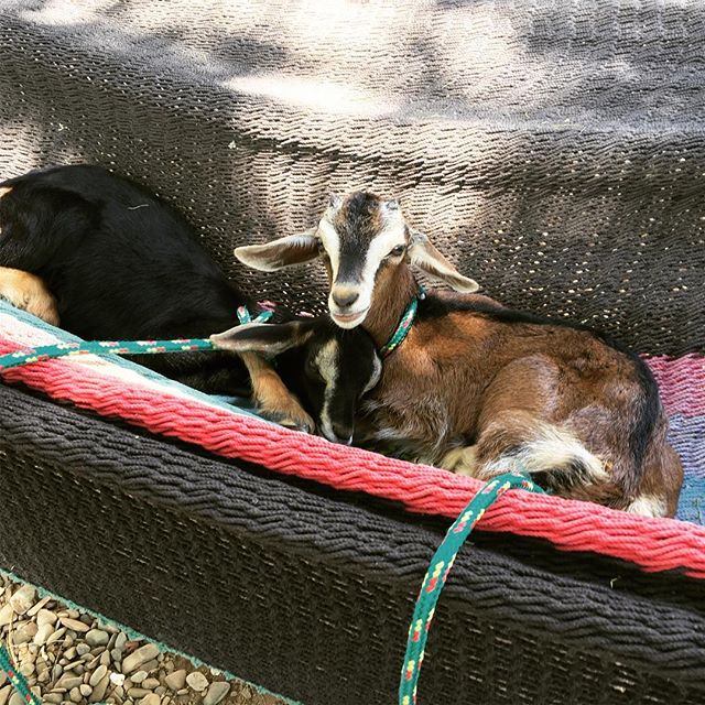Baby Goats in a Hammock
Mocha & Bailey napping after a busy morning of being cuddled.
#goats #babygoats #briohotel #mesasostenible #nicaragua @hotelbrio @juntosbeachbar