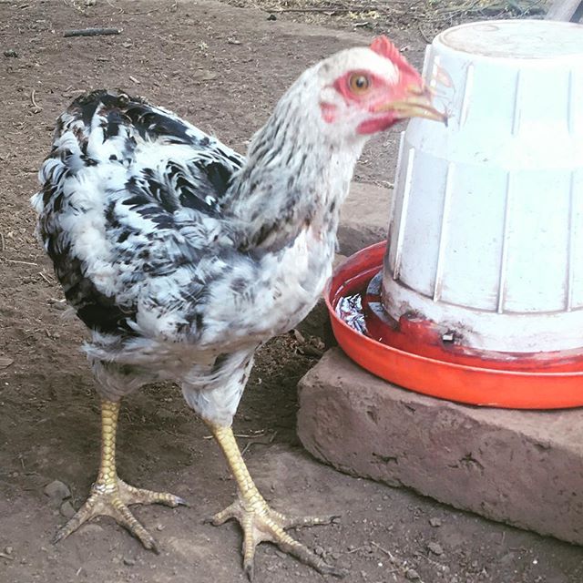 They’re getting bigger. Should be no time till we start getting fresh eggs again!
#sustainability #mesasostenible #chickens #permaculture