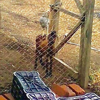 Look closely - yup one of our chickens has started riding Ryan Goatling!
#goats #nicaragua #mesasostenible #permaculture