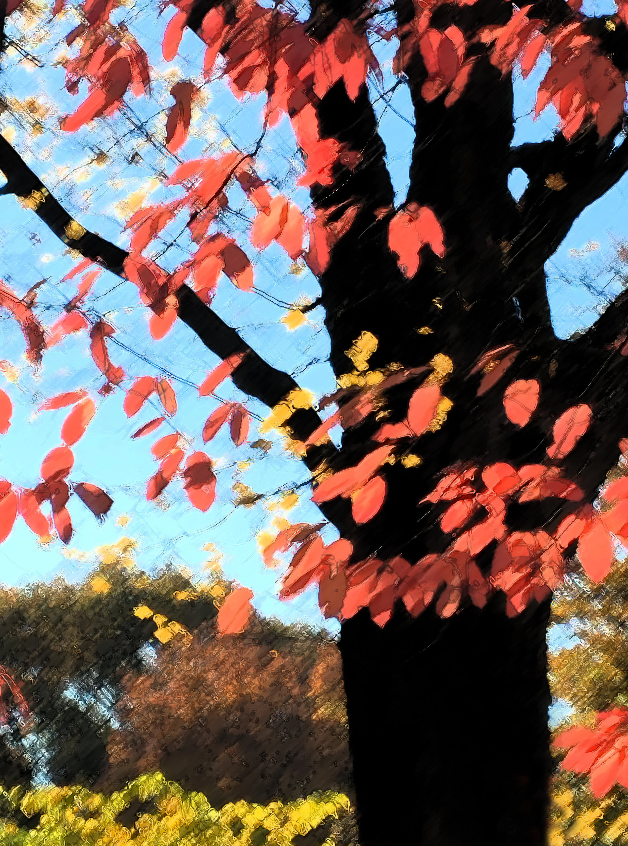 November 20151 093.jpg