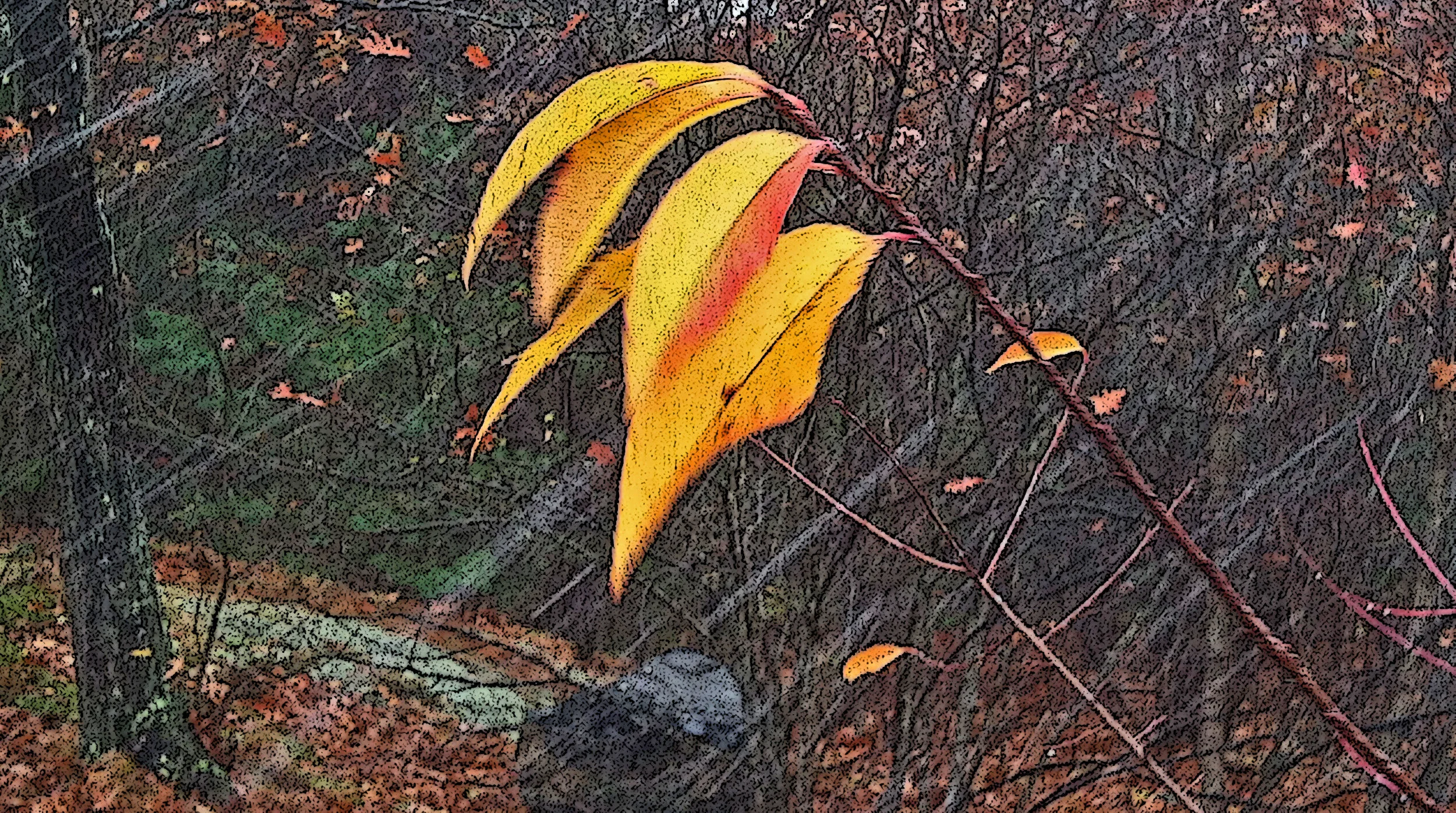 yellow leaves in snow_edited-1.jpg