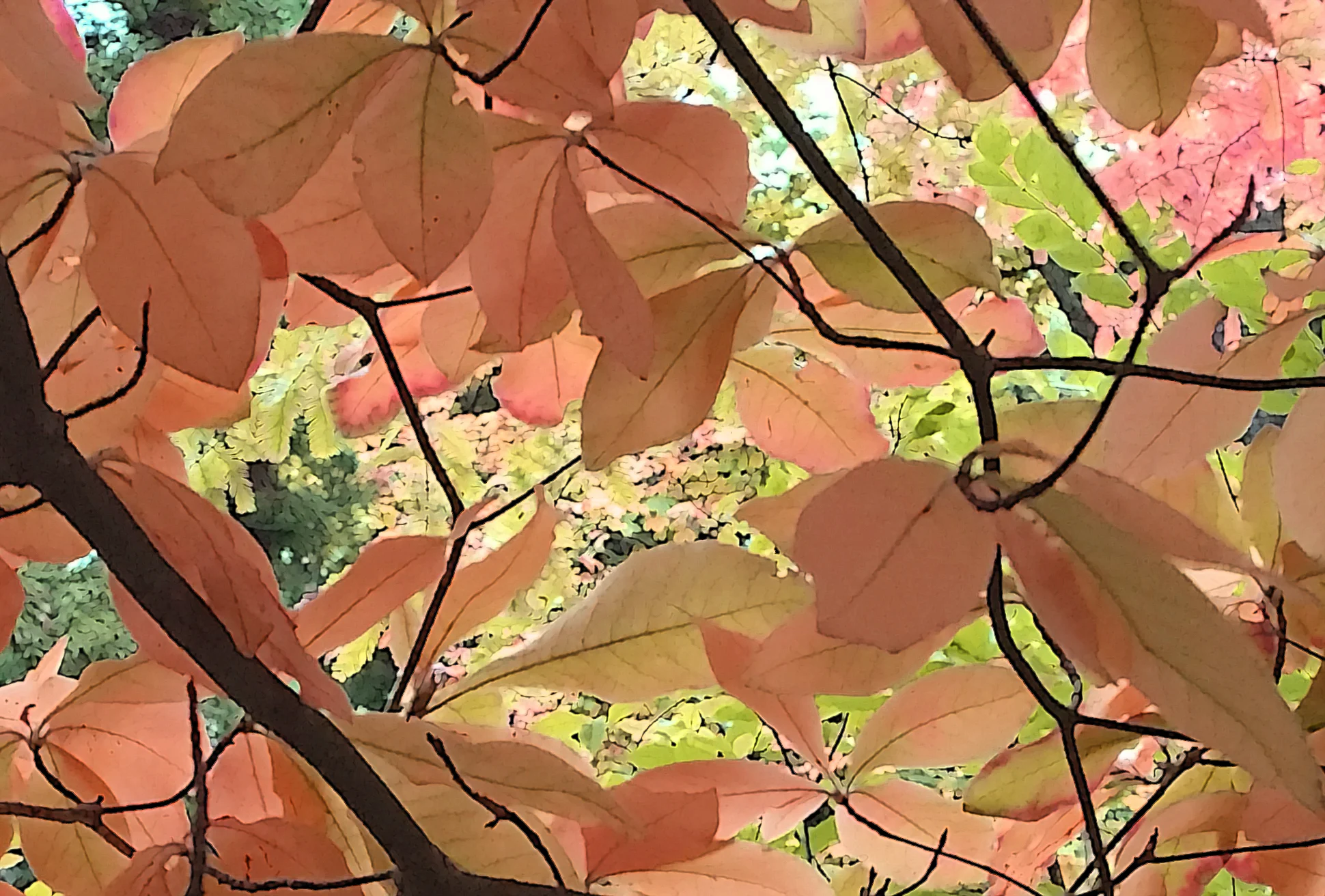 Mount Auburn October 2015 1224-4 (2).jpg