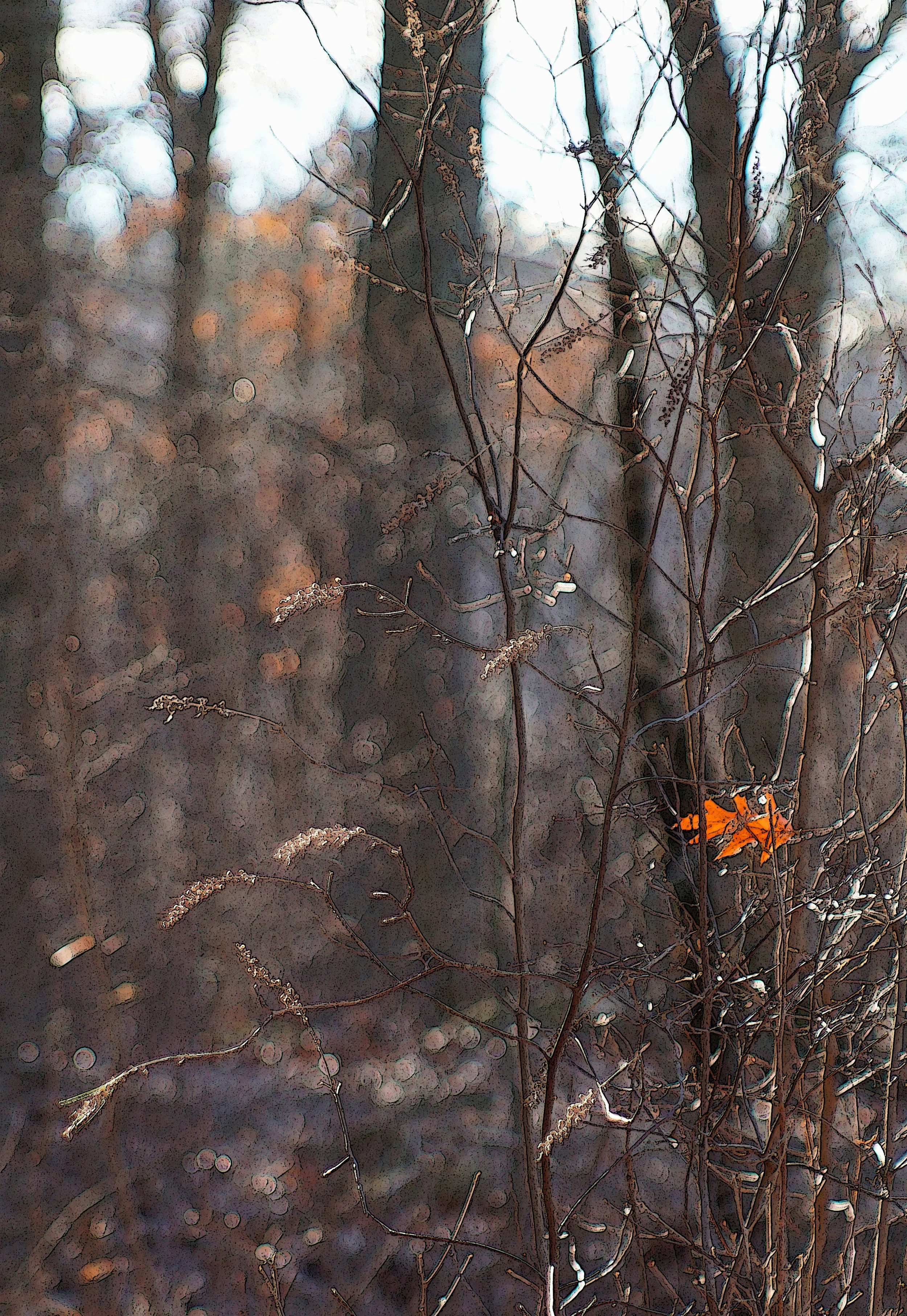oak leaf in sun3.jpg