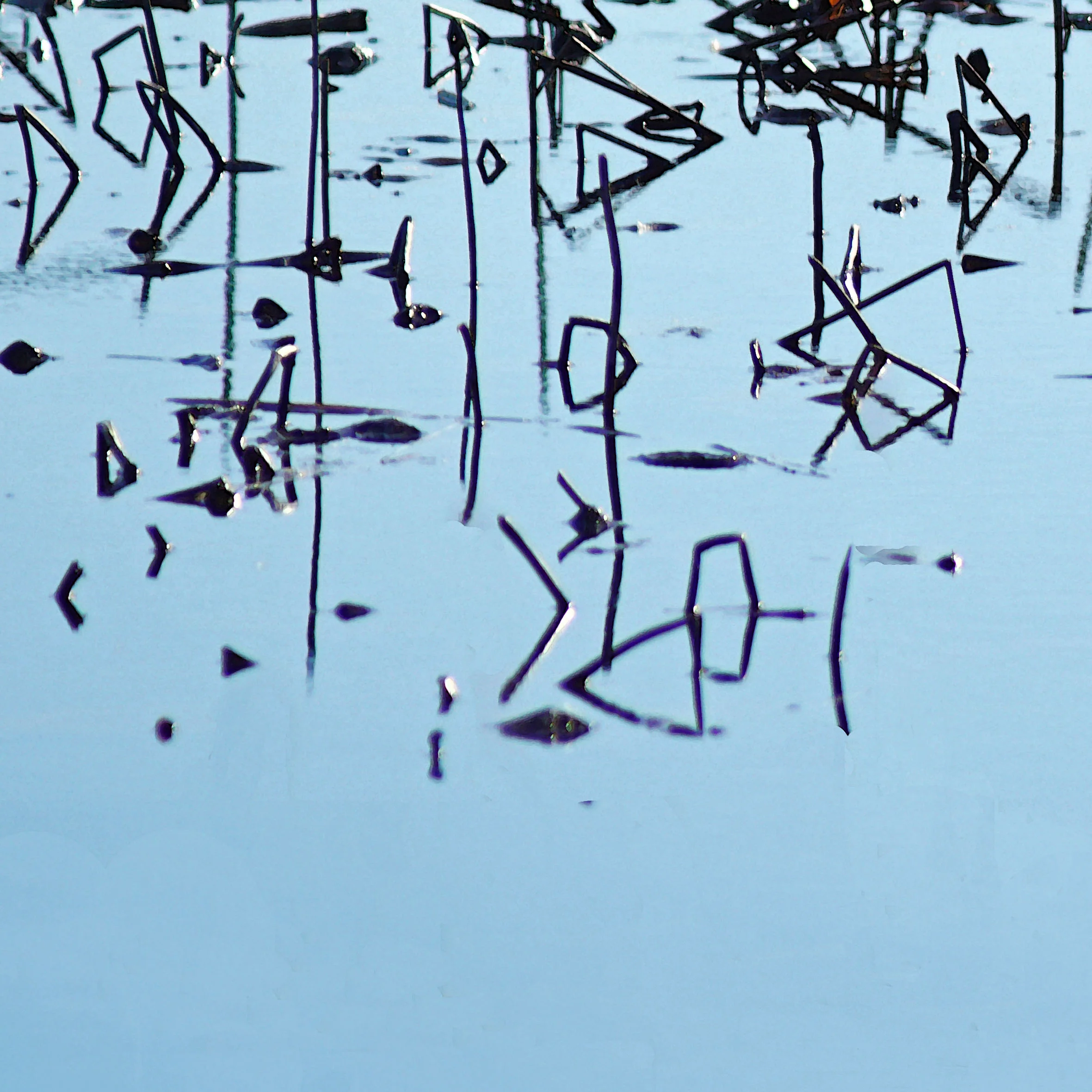 geometric weeds2.jpg