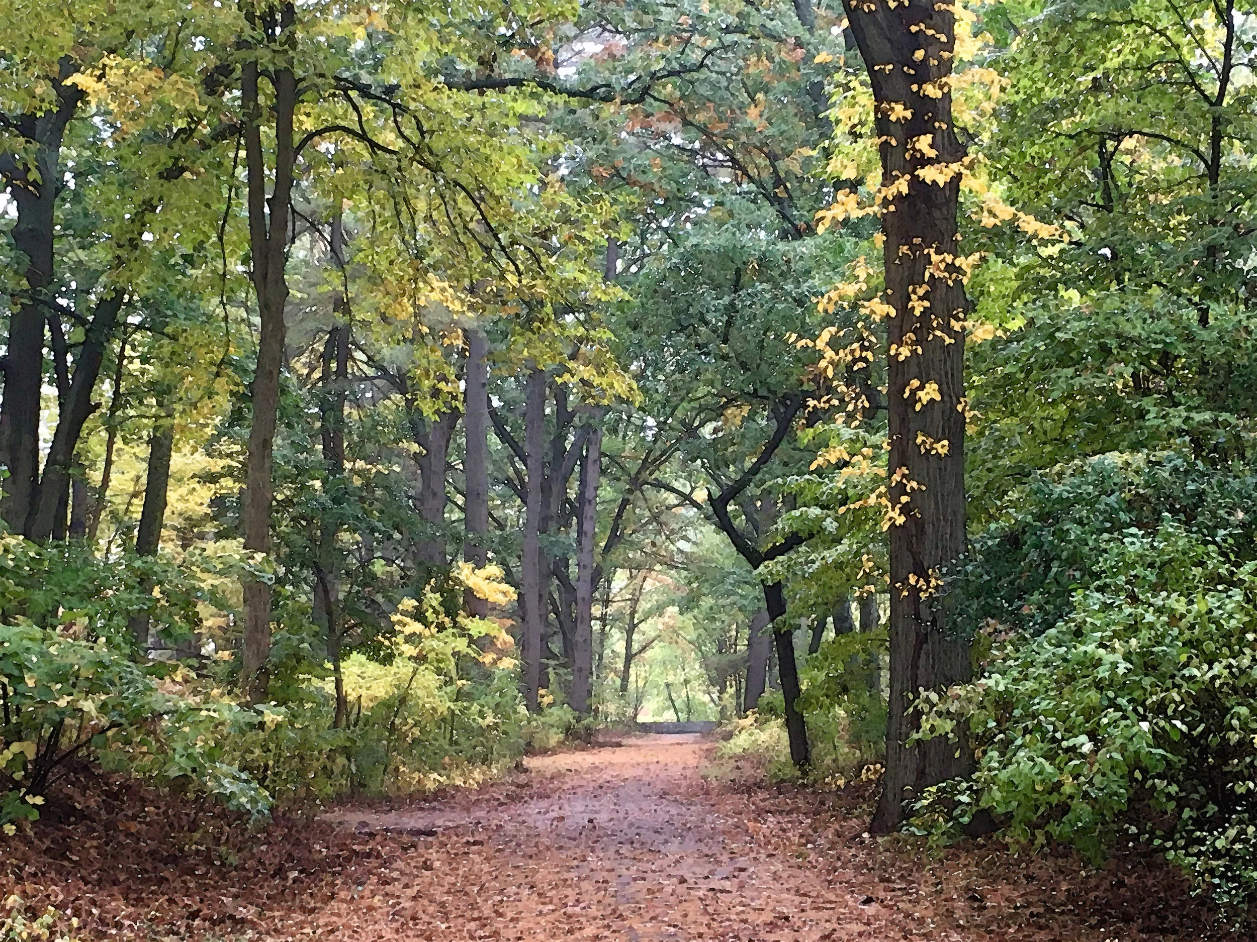 the path.jpg