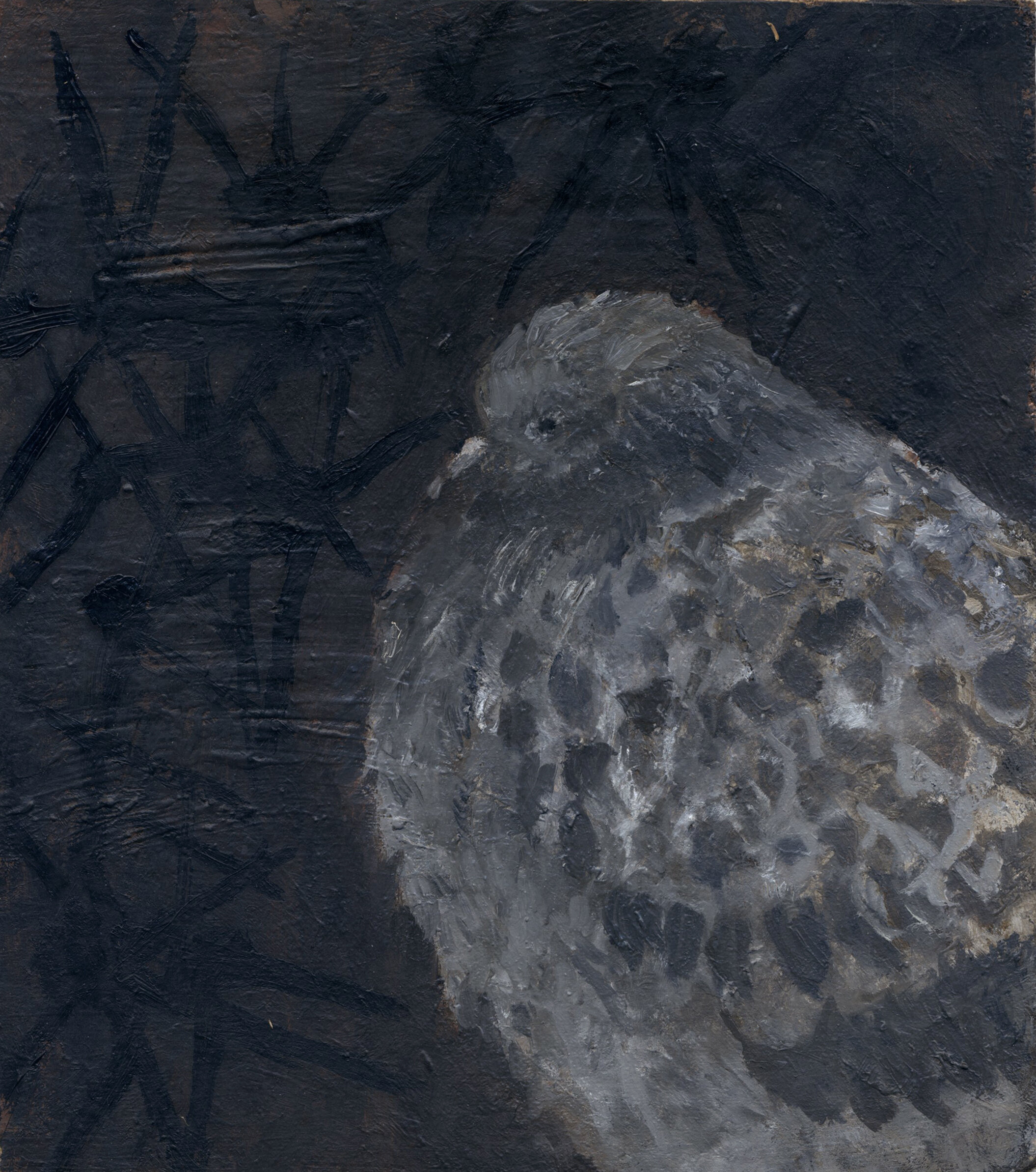 Pigeon (2019)