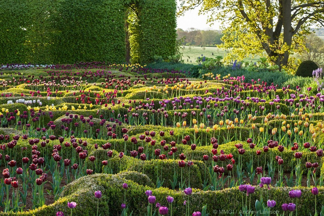 A+Lawson+BG+Tulips+with+c+2004302.jpg