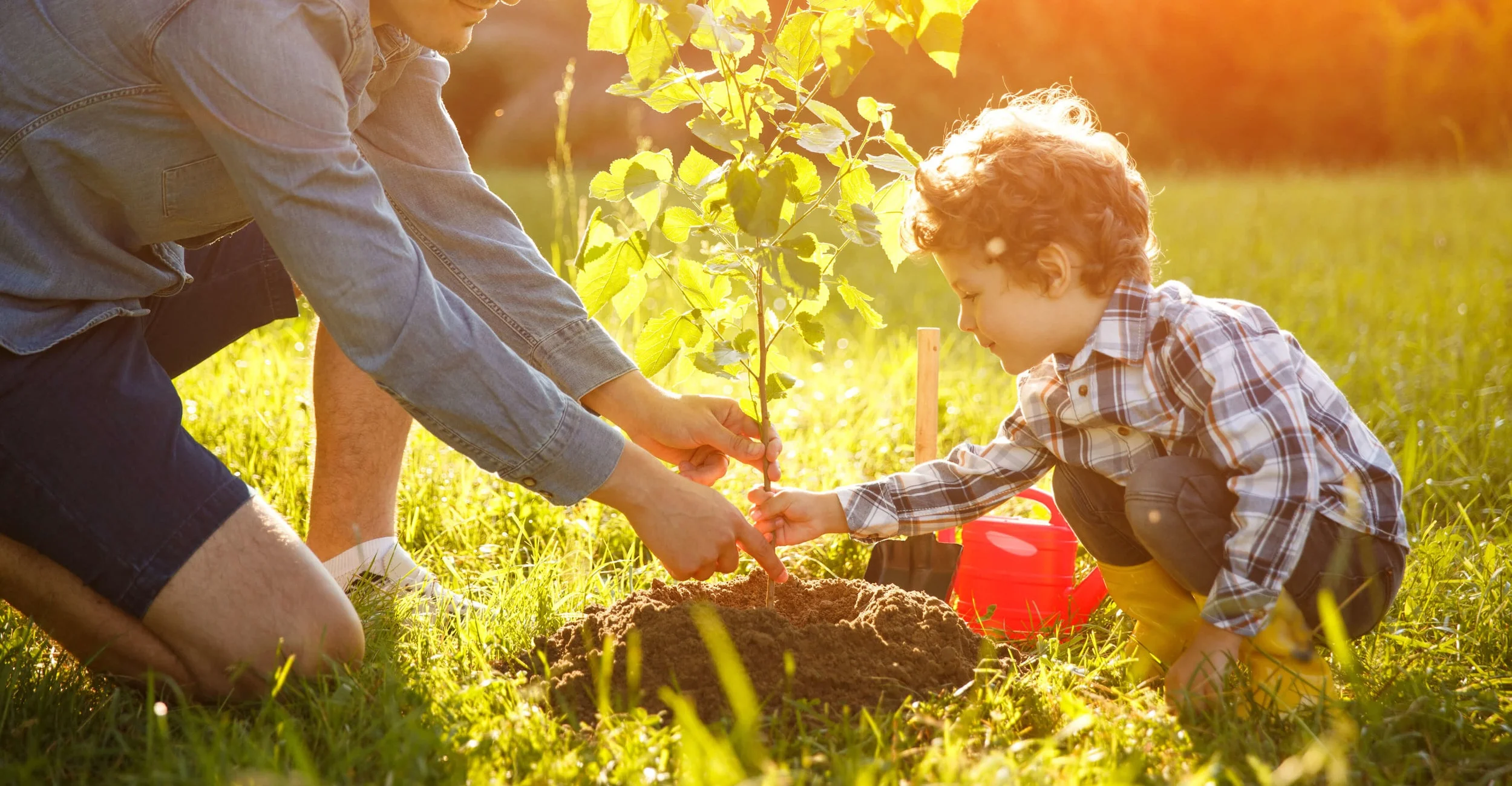 Planting+tree+image.jpg