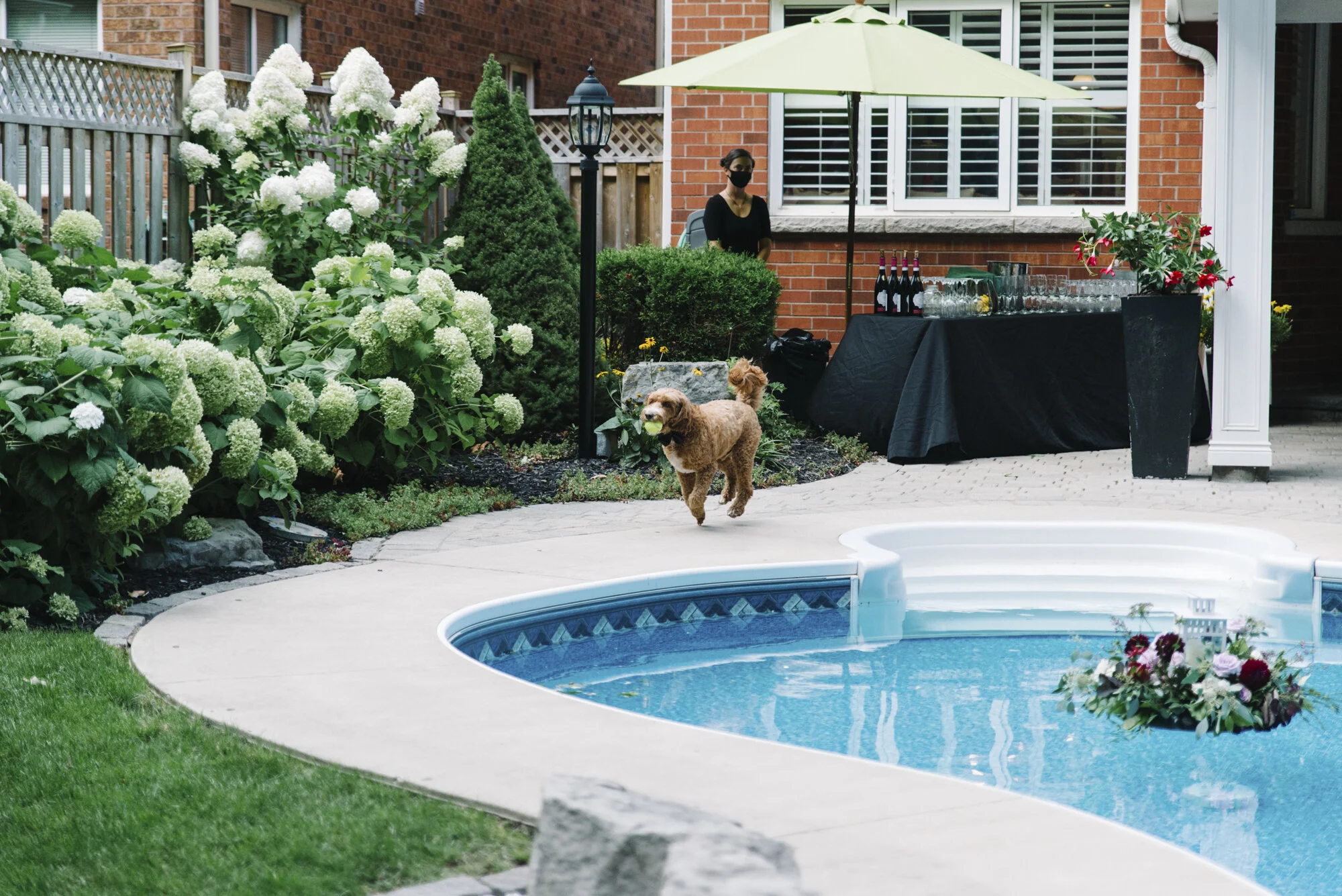 Candid photo of a dog running around the pool in a backyard before an intimate wedding ceremony in Toronto