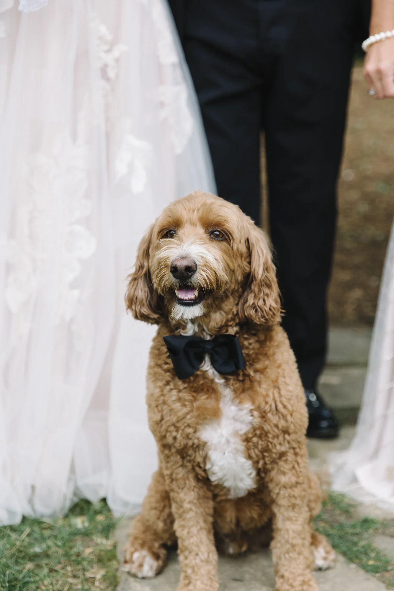 Formal portrait of a bride and groom with their mini goldendoodle, dog as the focus, at a backyard wedding in Mississauga