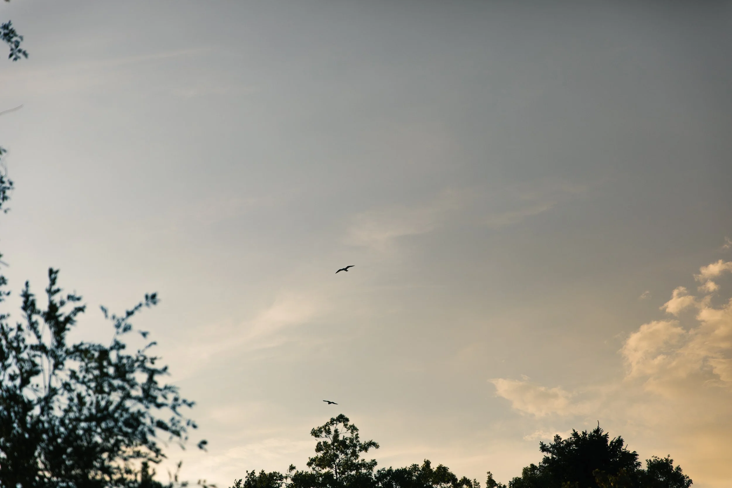 Golden sunset sky with a bird in flight at Colonel Samuel Smith Park, Etobicoke