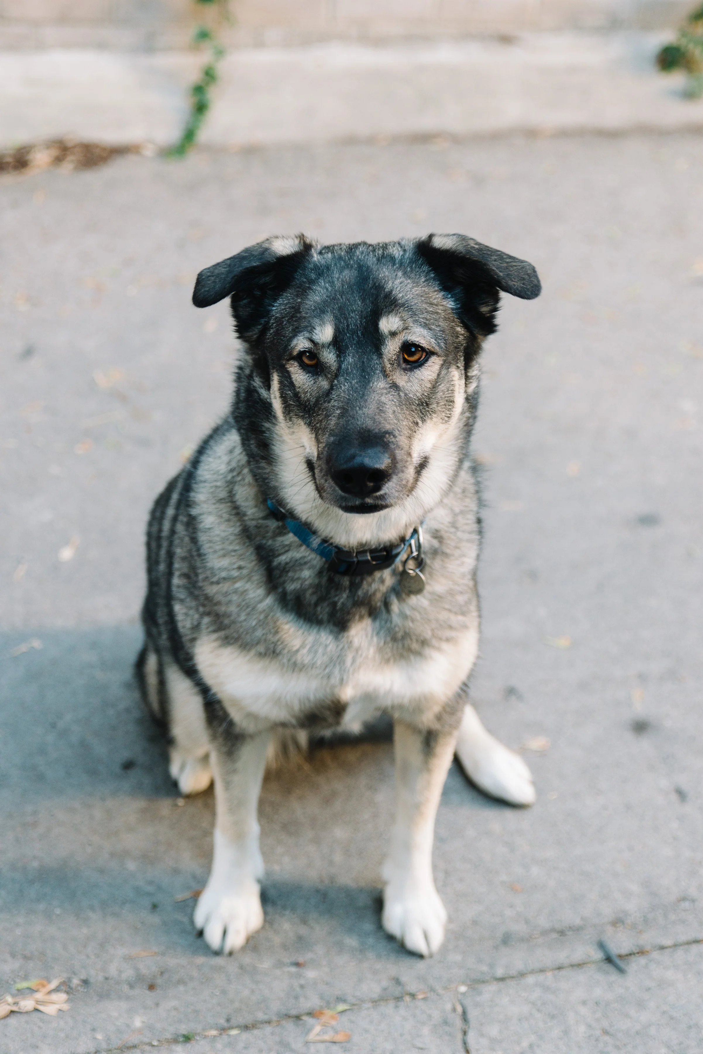 Portrait of a dog during an intimate elopement day in Toronto