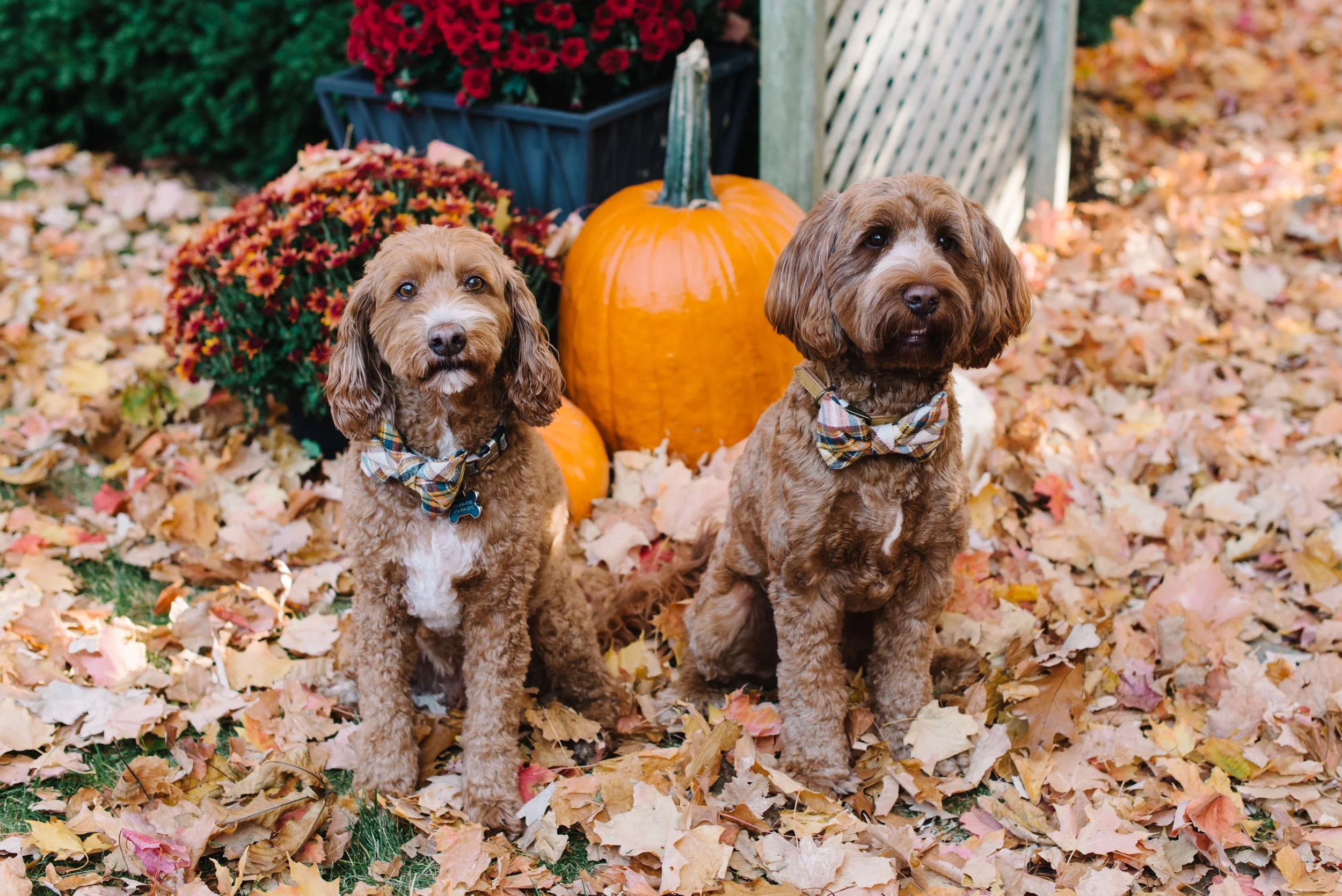 Two goldendoodles photographed during a family session in a Mississauga backyard