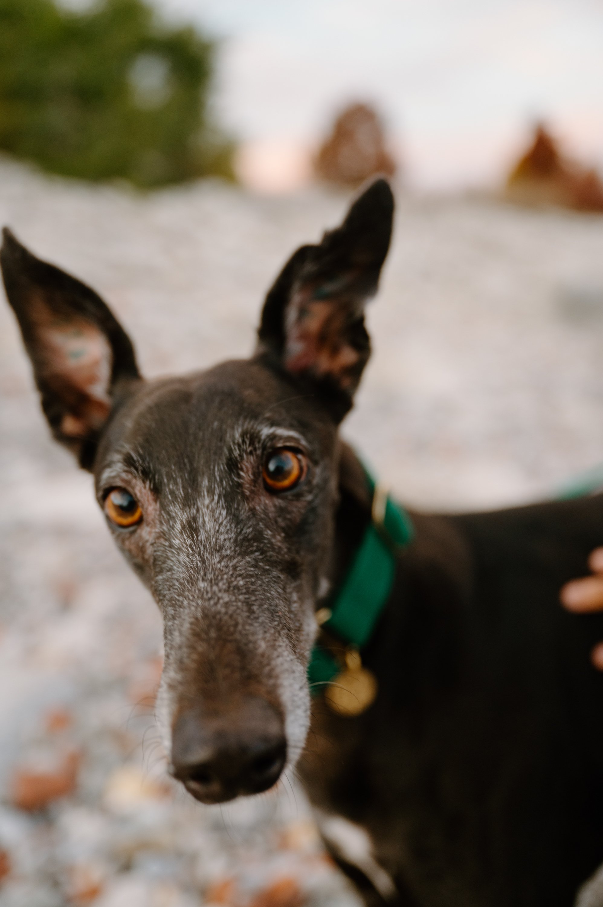 Portrait of a greyhound during a sunset engagement session at the waterfront in Toronto