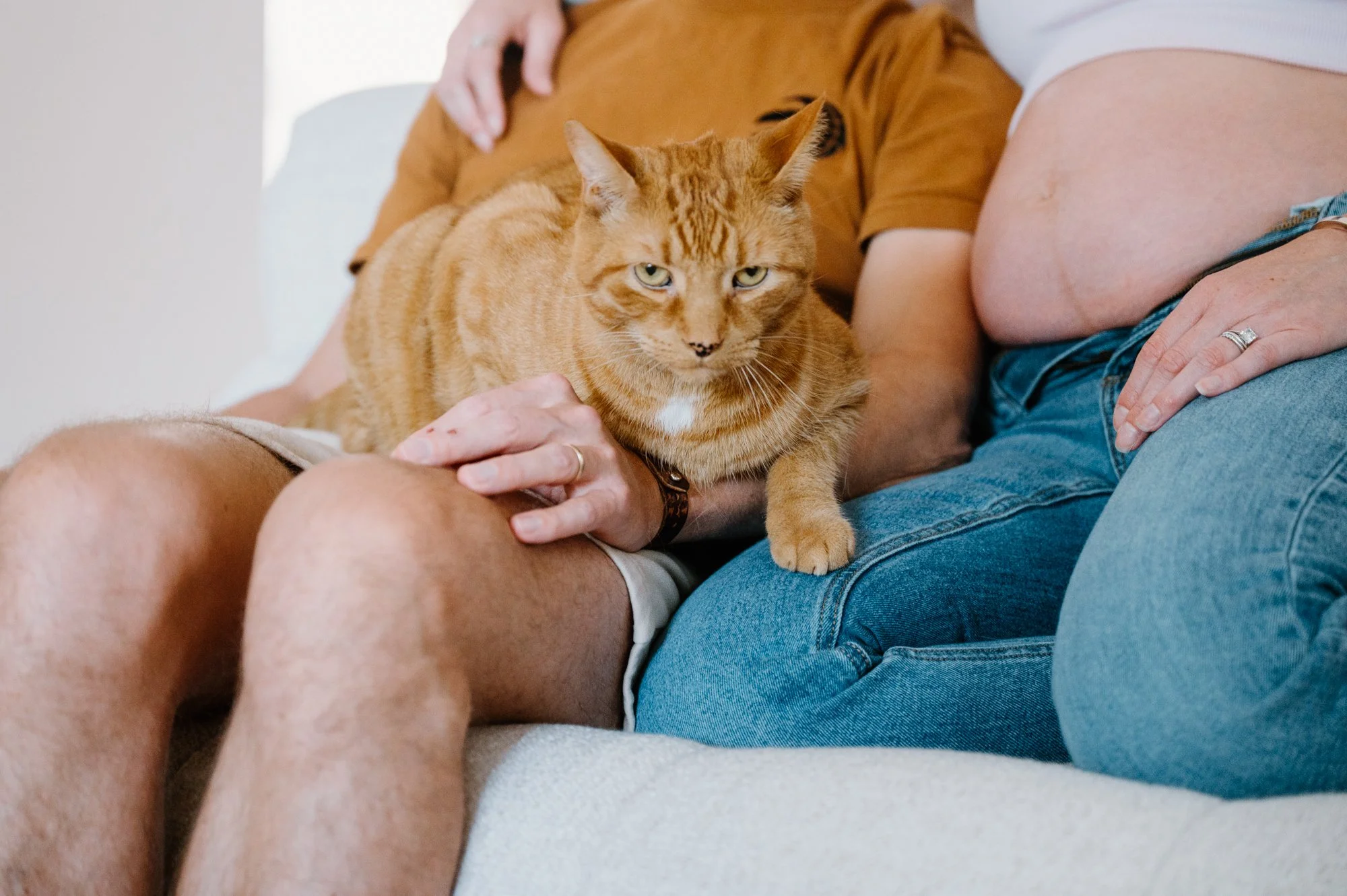Candid close up of a cat sitting on a couple's lap during an at-home maternity session in Toronto