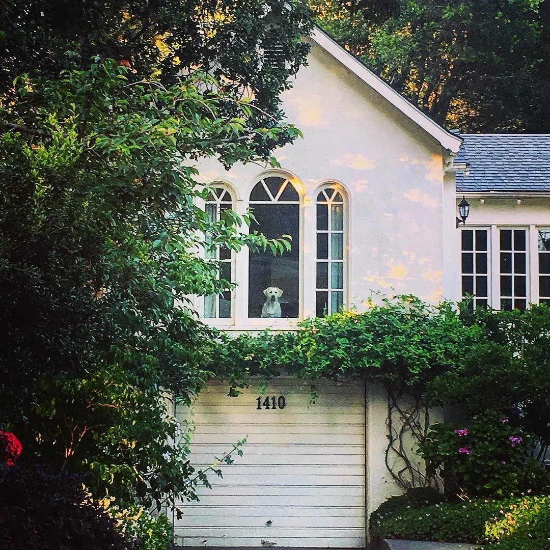 How_much_is_that_doggie_in_the_window__woofwoof.jpg