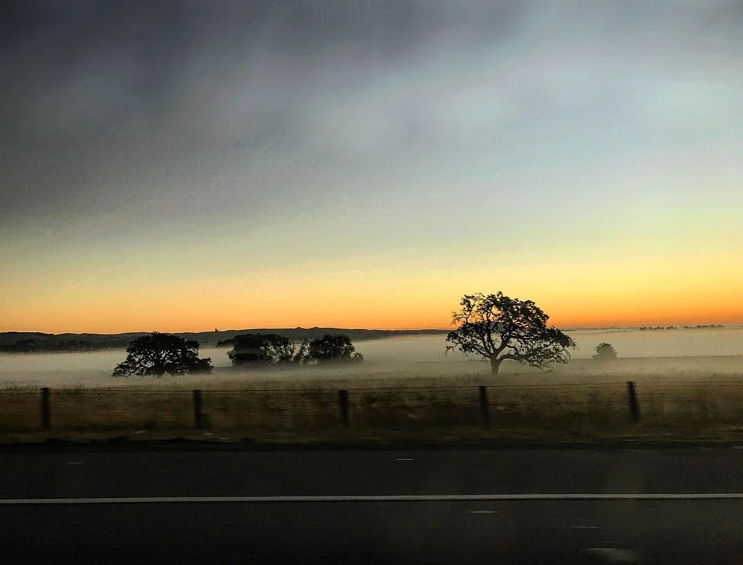 early bird catches the fog.