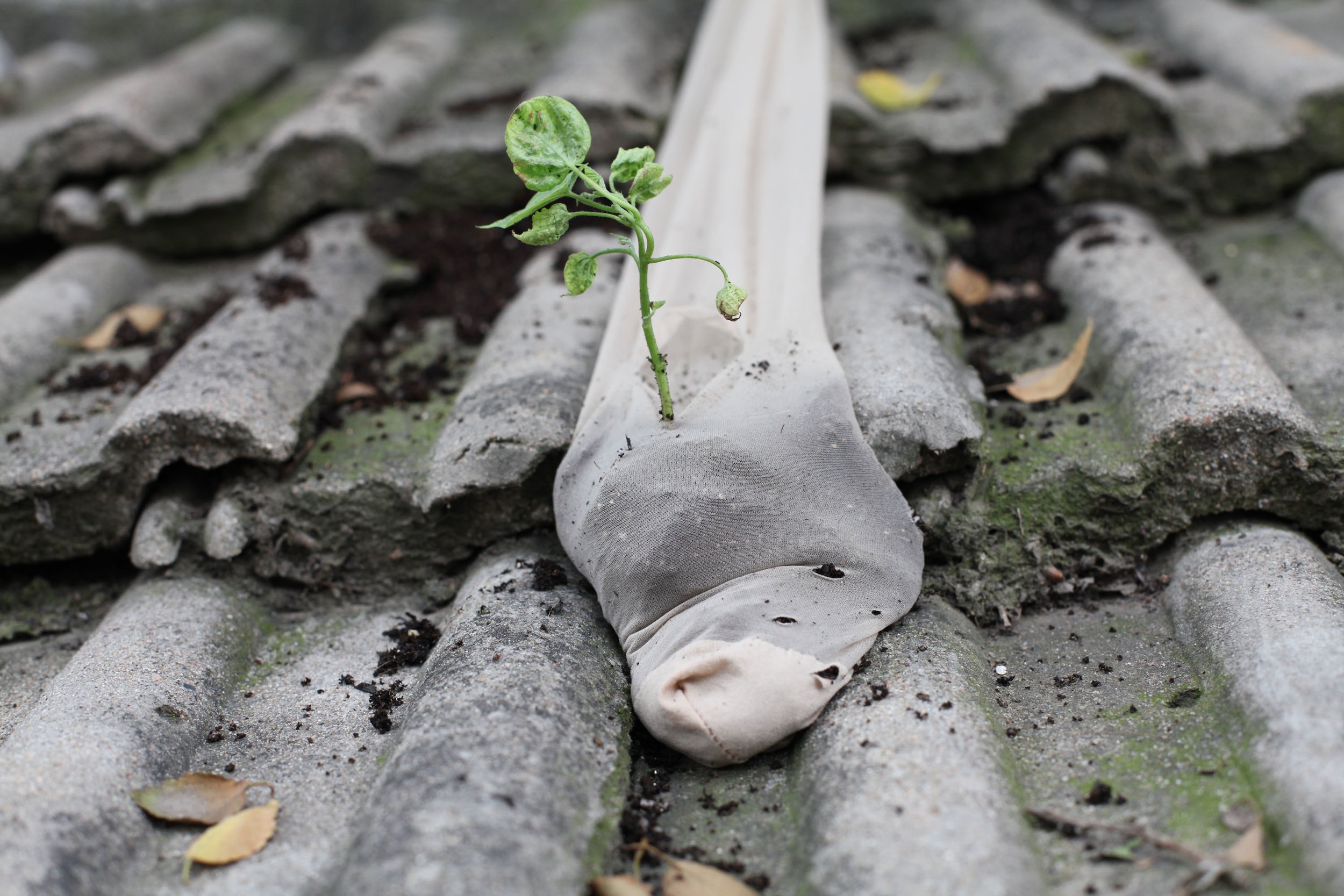 Plants 09.jpg