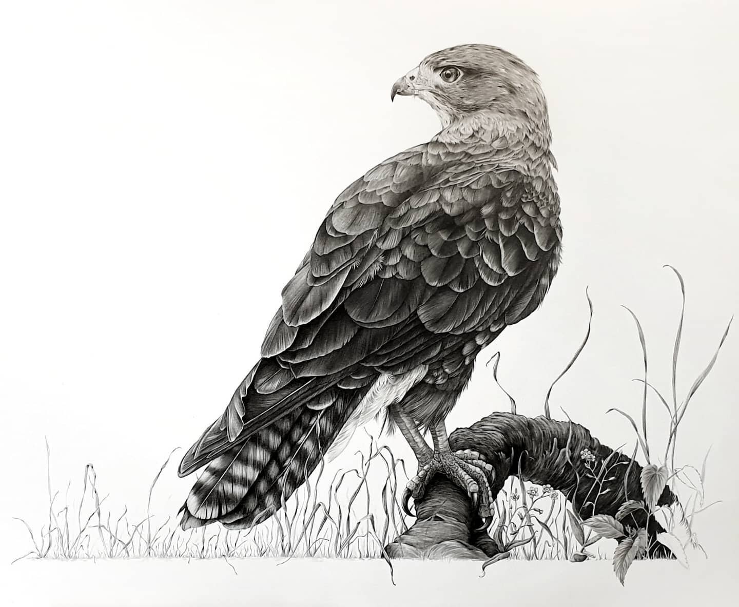 Not the best photo sadly, it's been so dark and miserable here today 🌧

However, I am so very nearly there with this one, that last little tiny corner has taken forever 🥴

I'll share some close ups of the little details once he's done 🦅

#buzzard 