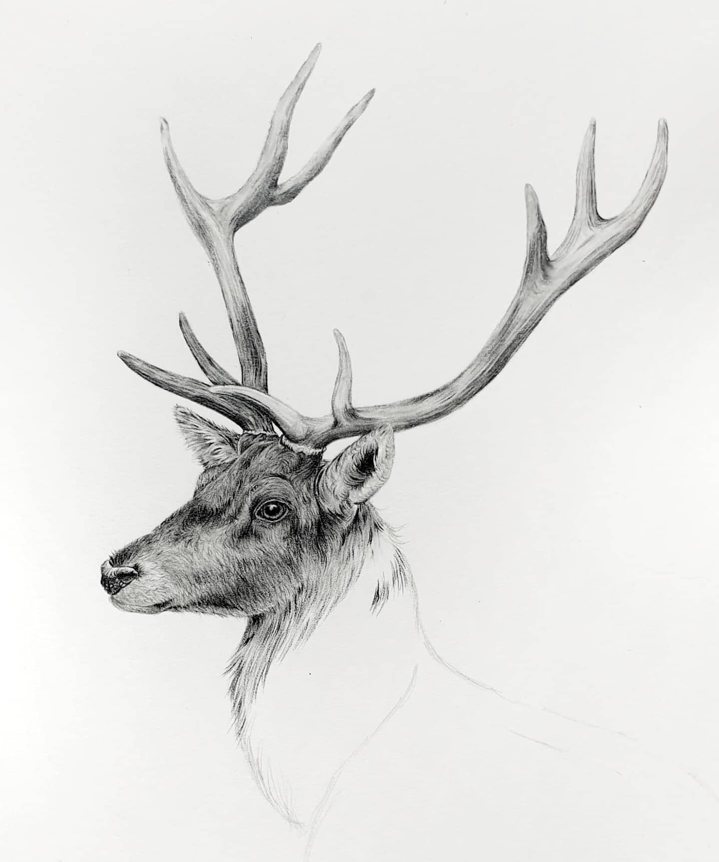 I'm not sure how I've gone all this time drawing mainly British wildlife, and there's not been a stag! It's definitely one of the most requested so here's the early stages...🦌

#stag #wip #natureillustration #britishwildlife #reddeer #sketch #wildli