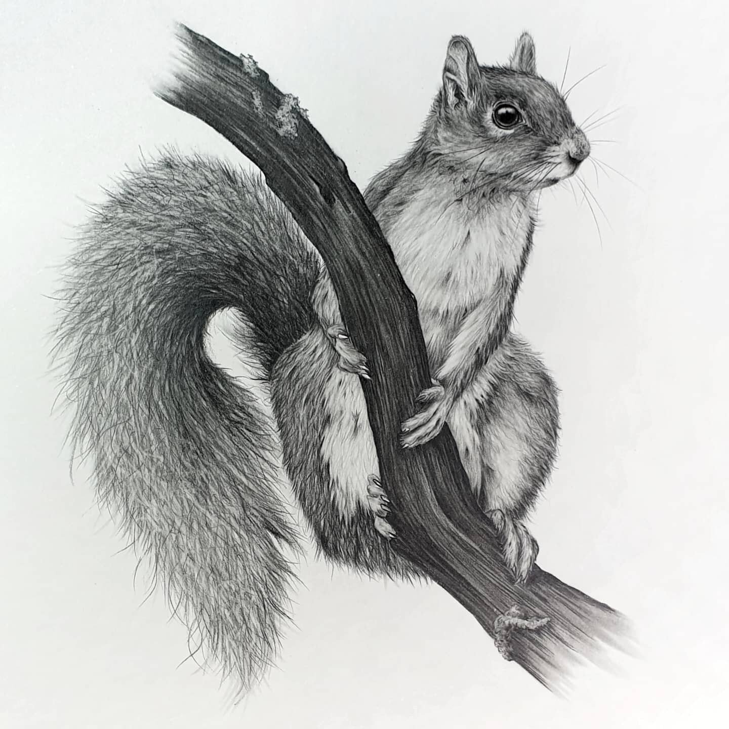 Squirrel complete with a fluffy tail 🐿 

Finishing something feels like such a rarity to me these days, but here's proof that is does happen!! 😂😅 

#art #artist #artwork #sketch #drawing #originalart #realism #art_realism #sharingart #artofplanet 