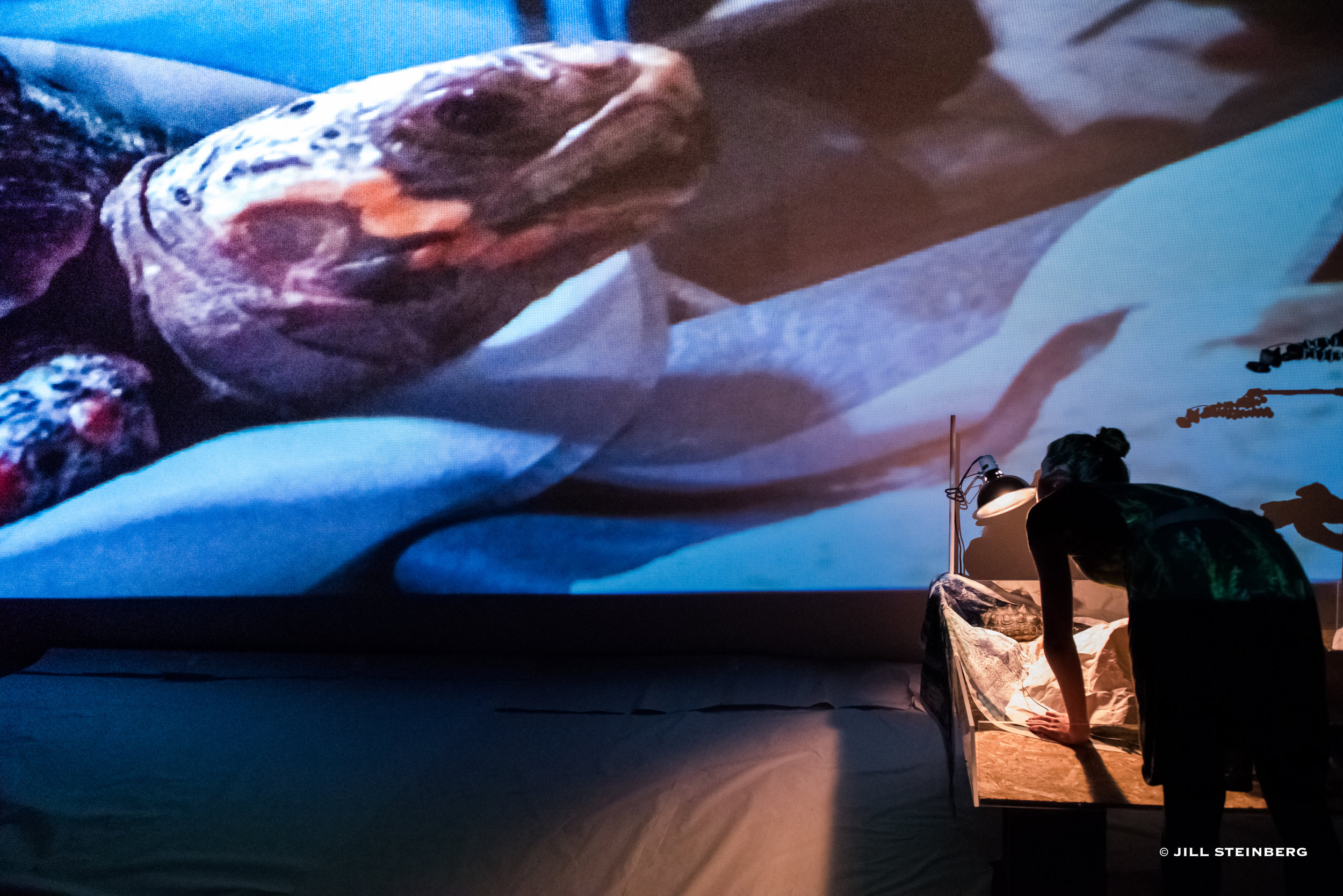  Photographs from June 2017 performance: live-feed of tortoise with printed silk maps 