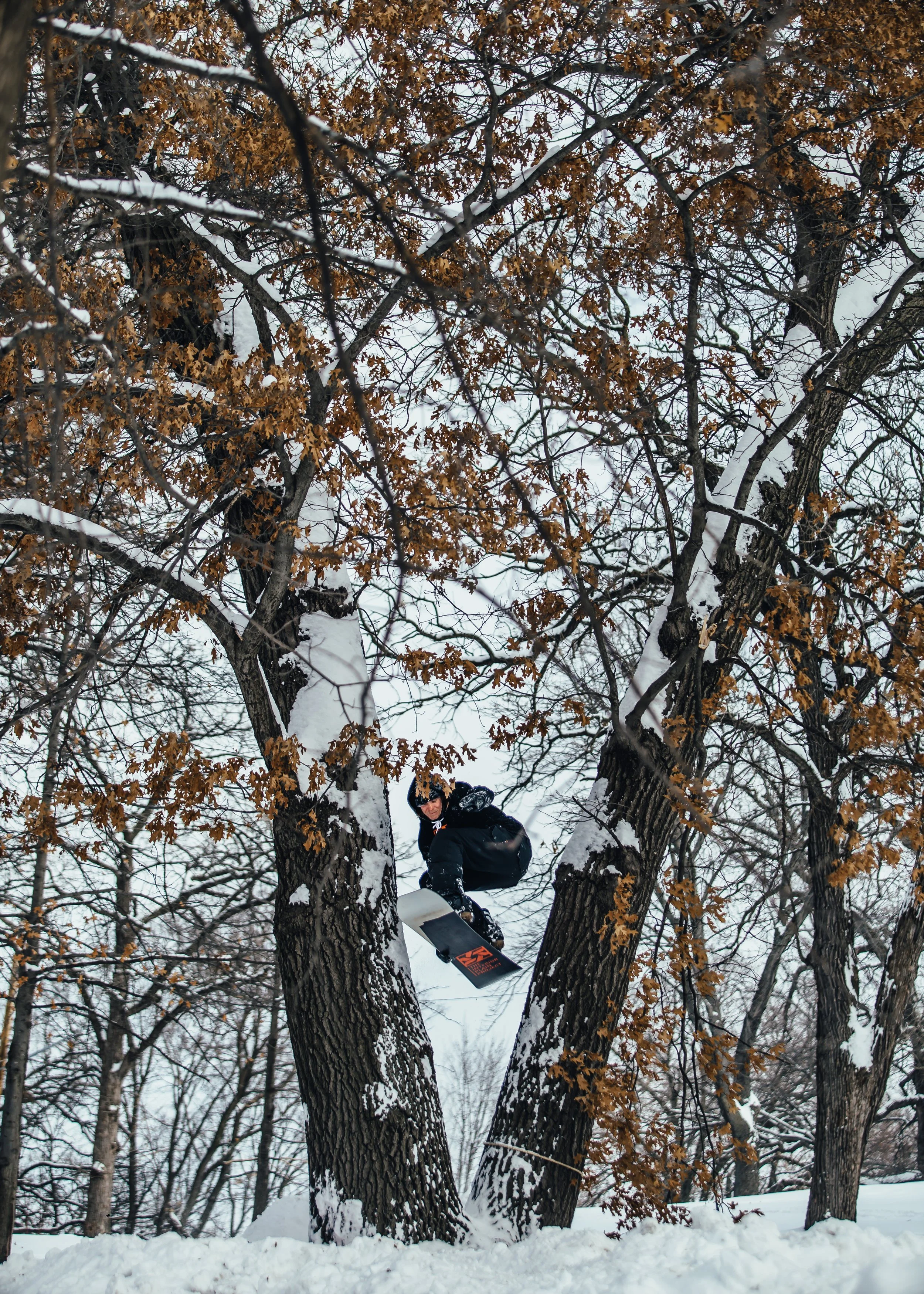 tree-hop-through-by-Trevor-slattery.jpg