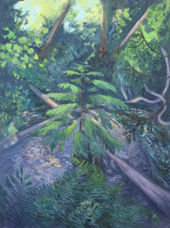 Western Hemlock in Thornton Creek, oil on panel, 48 x 65 in., 2022