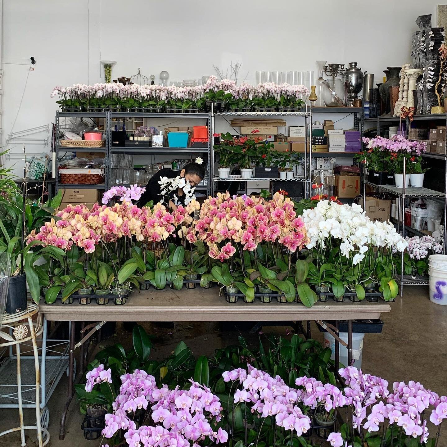 This isn&rsquo;t even 1/3 of our Orchid inventory 😱

Come visit our shop and see for yourself!

&bull;
&bull;
&bull;
&bull;

#floristsofinstagram #ocflorist #orchidsofinstagram #orchidlover #orchidspecies #orchidforest #flowerarrangements #floralins