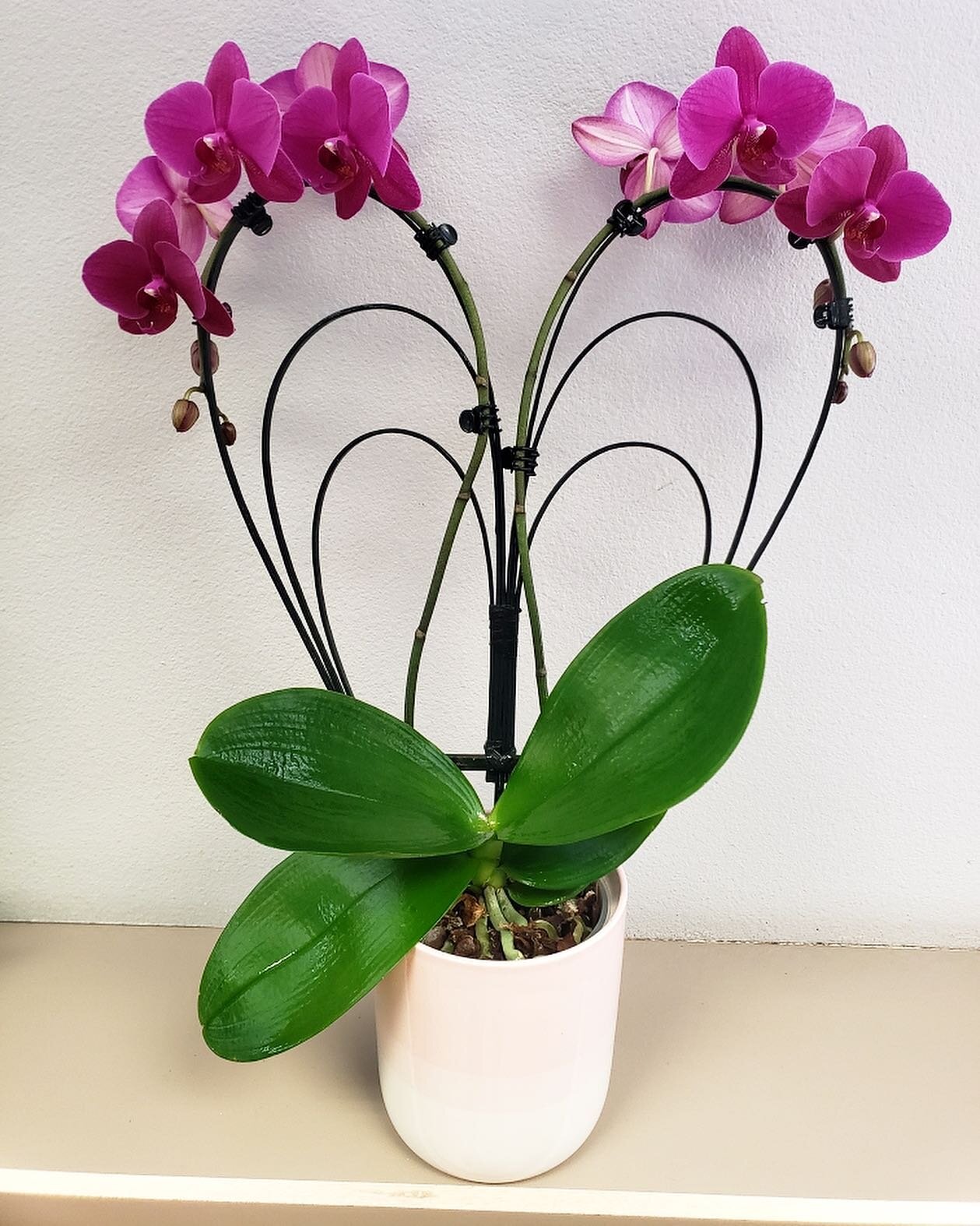 Part of our Orchid inventory includes these beauties! 🥰

This is the perfect gift for any Orchid lover. Stop by our shop and pick yours up! They&rsquo;ll run out fast! 😱

&bull;
&bull;
&bull;
&bull;

#wholesaleflowers #ocflorist #orchidsofinstagram
