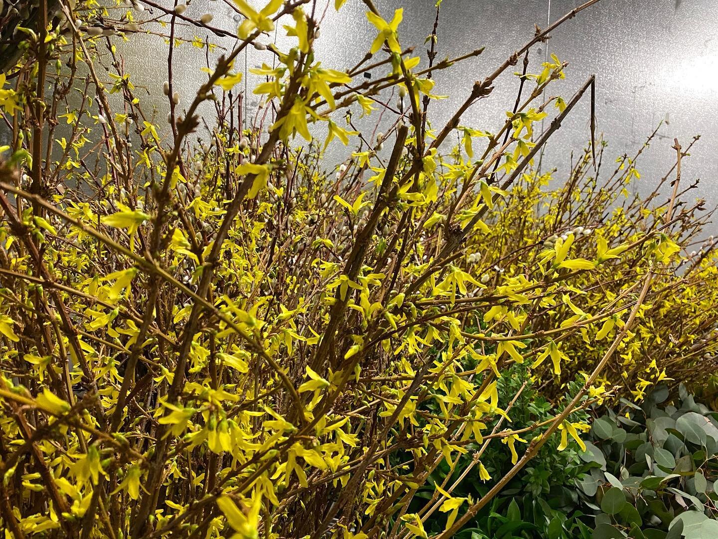 &lsquo;Spring Blossoms&rsquo; are here! 

Take a look at this inventory that we just received. Straight from the growers to your home!

&bull;
&bull;
&bull;
#floralinspiration #flowercenter #laflorist 
#flowersdelivery  #flowerstagramer #flowersforda