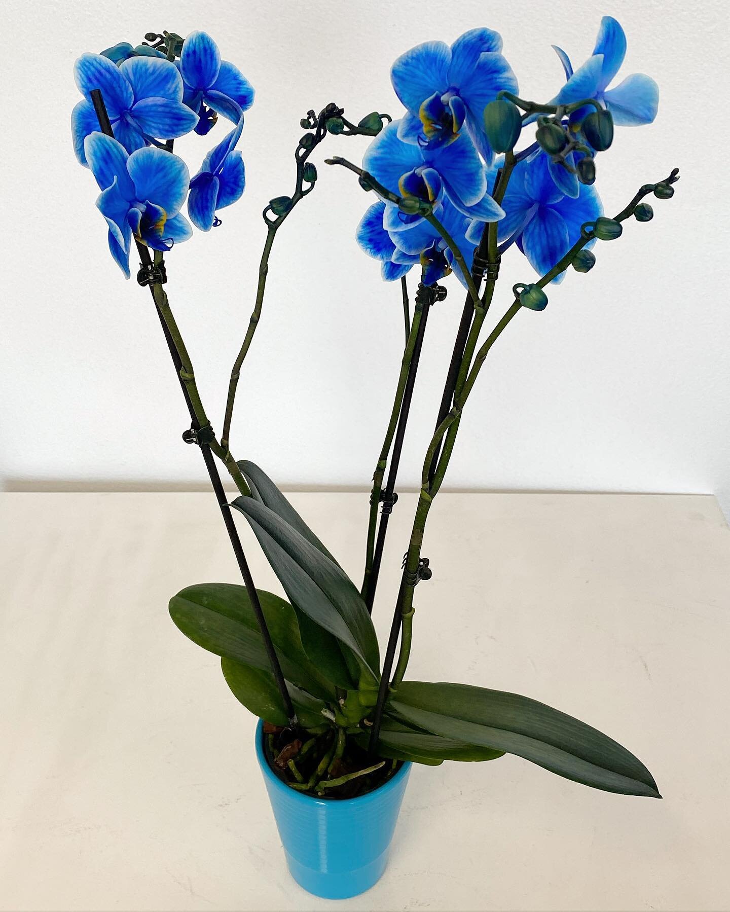We have received some special product for all of you orchid lovers! 🥰

We have this beautiful blue phalaenopsis available! 💙 stop by our location and check out our inventory 

&bull;
&bull;
&bull;

#floristsofinstagram #orchids #orchidee #orchidea 