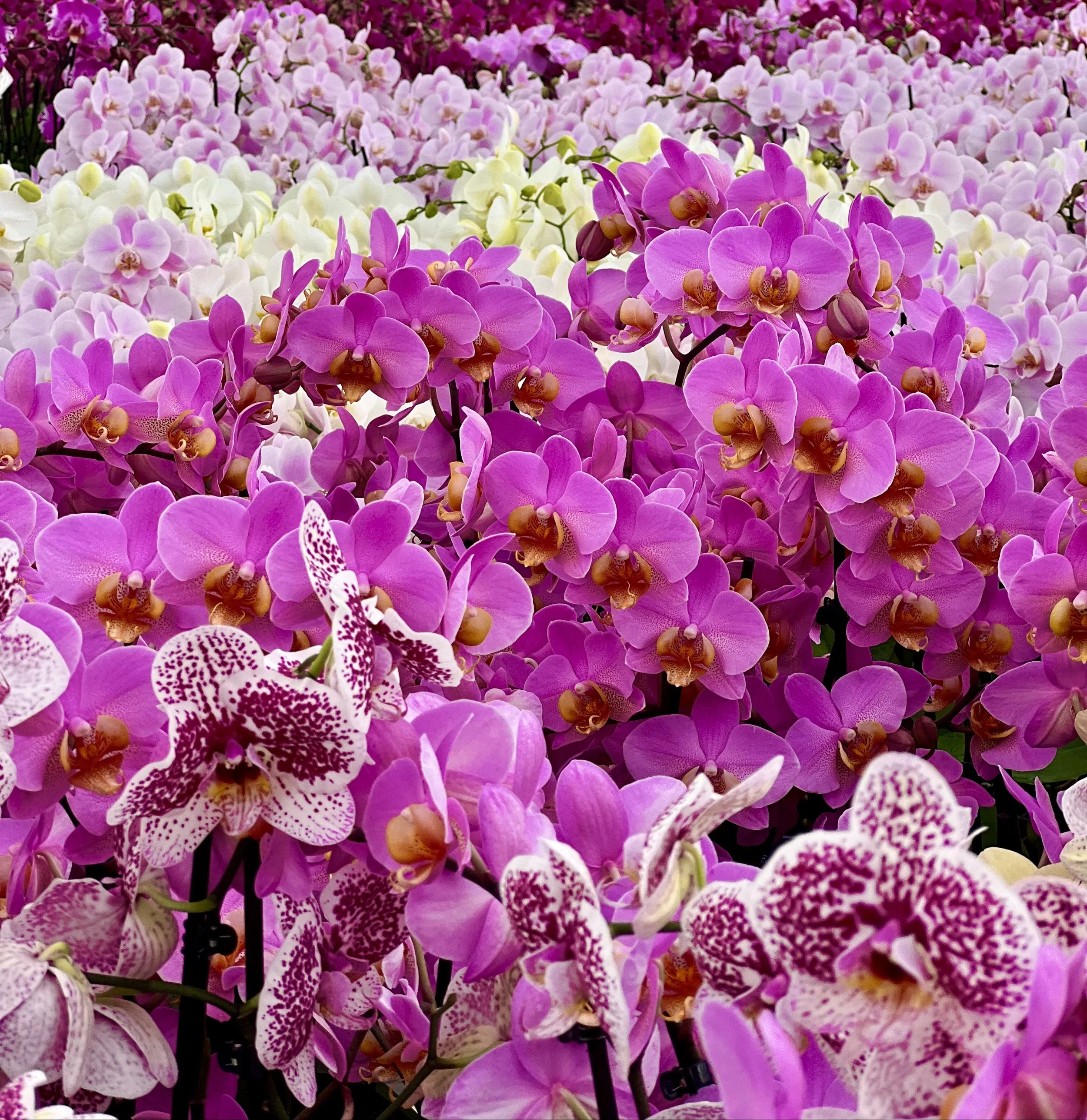 Orchids Photo Gallery — Wholesale Flowers, Floral Design, Orchids Mina Flower Design