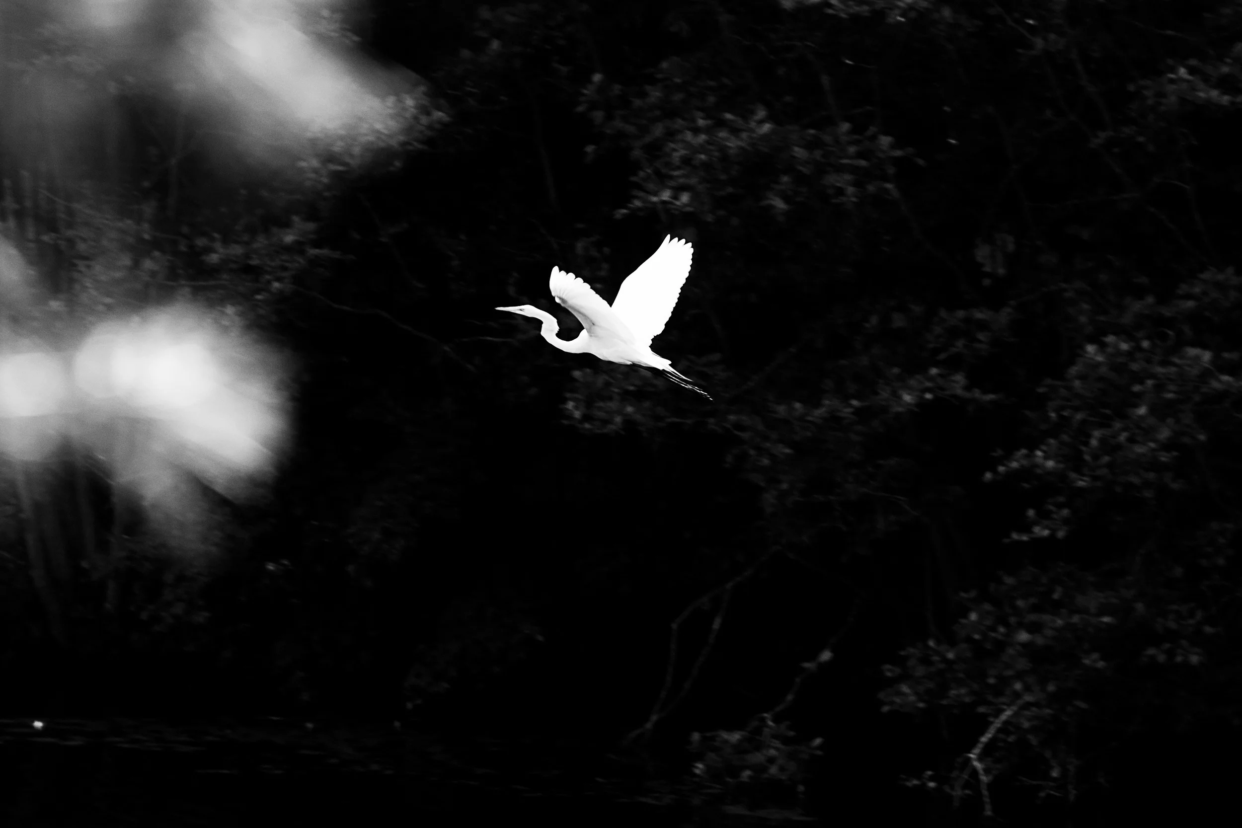 Fairy Bird